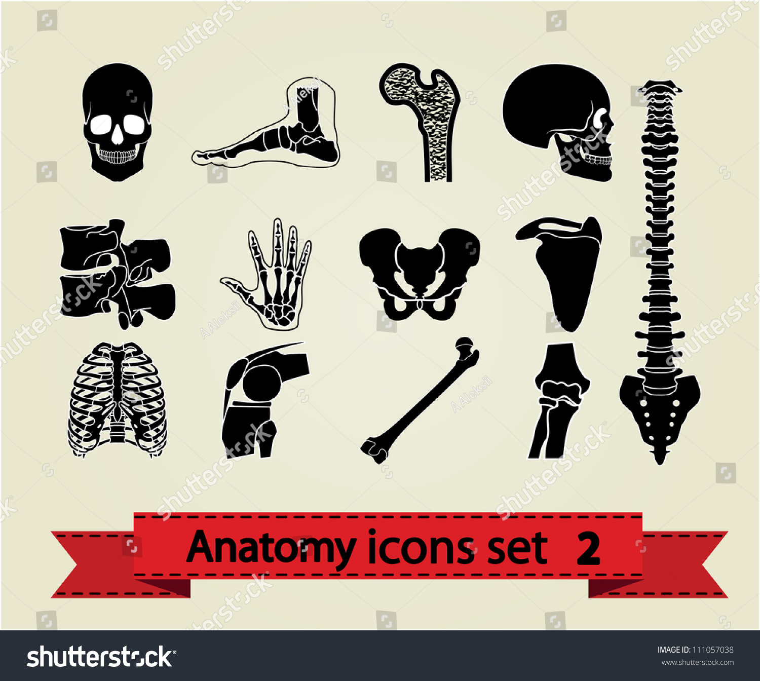 Human Anatomy Icons Parts Stock Vector 111057038 - Shutterstock