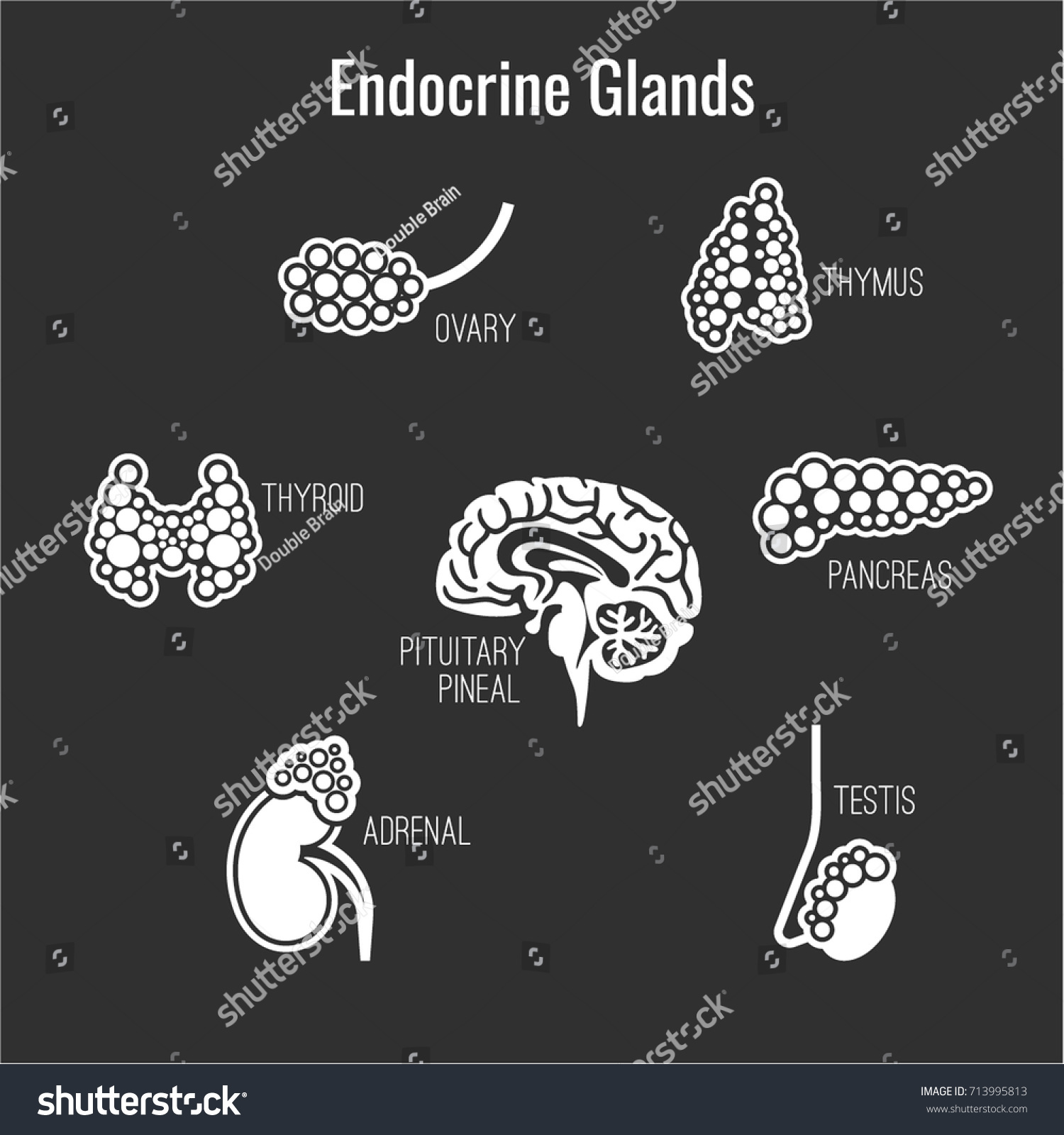 Human Anatomy Icons Set Endocrine System Stock Vector (Royalty Free ...