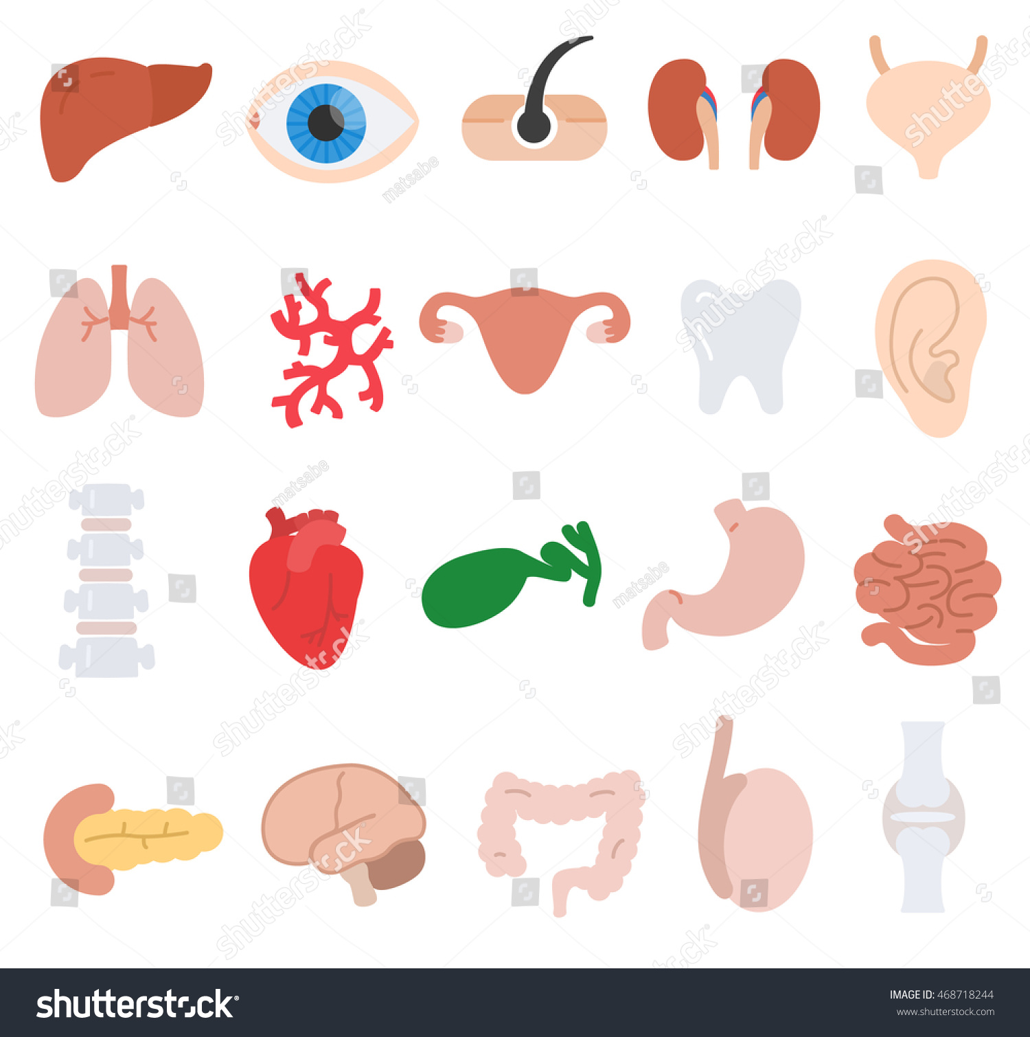 Human Anatomy Icons Set Internal Organs Stock Vector 468718244 ...