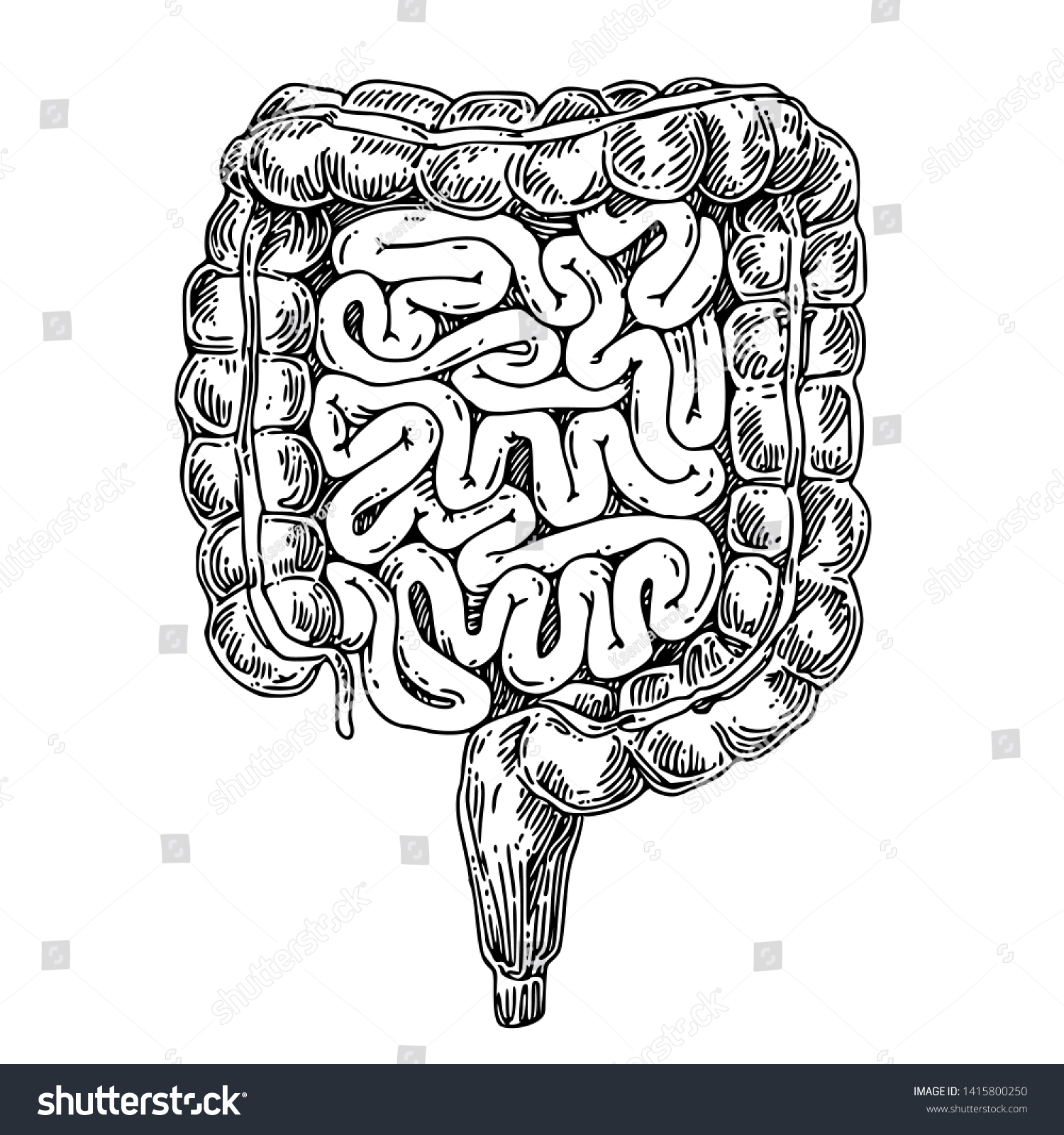 Human Anatomy Large Small Intestine Sketch Stock Vector (Royalty Free ...