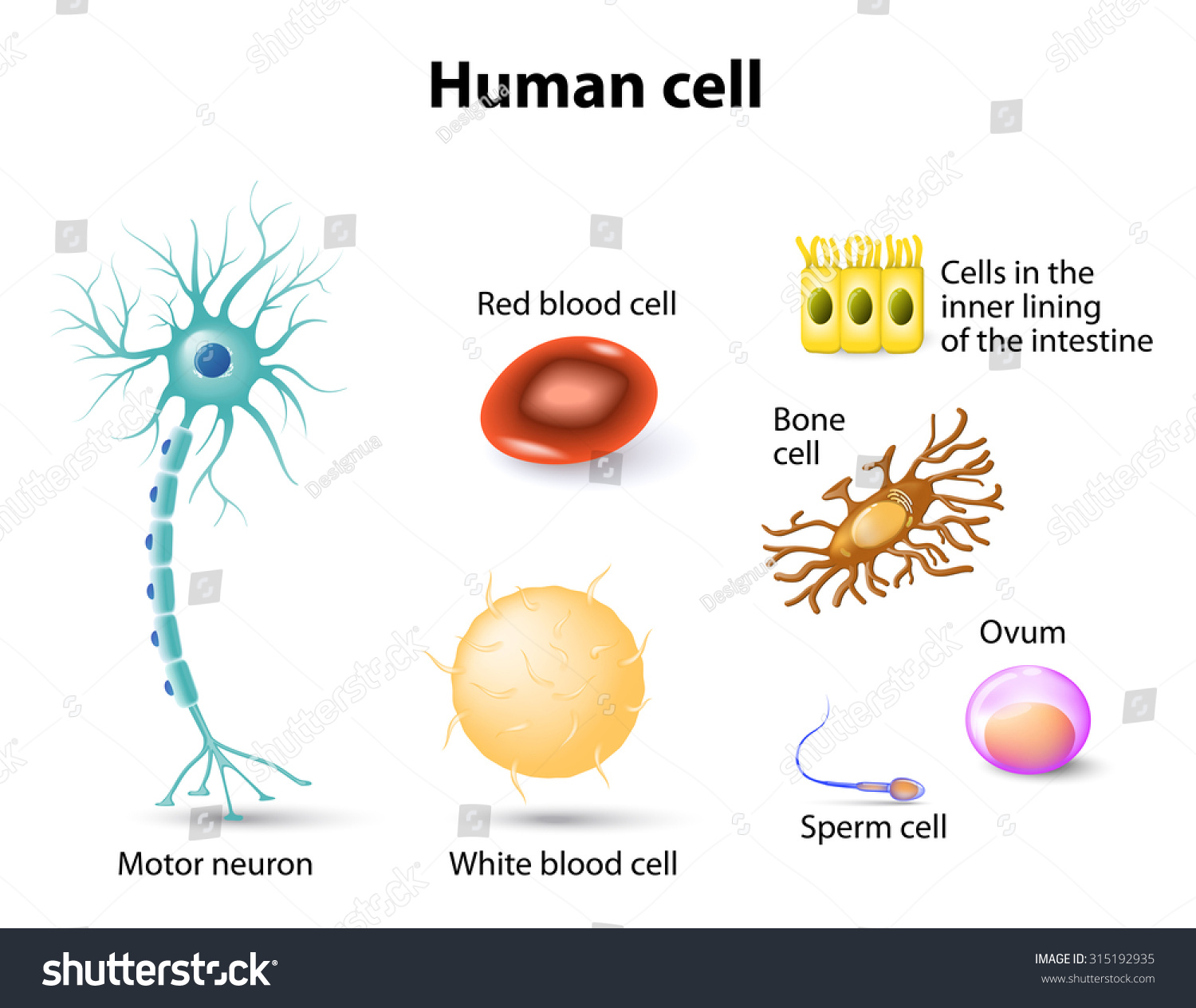 Human Anatomy. Motor Neuron, Red Blood Cell And White Blood Cell, Bone ...