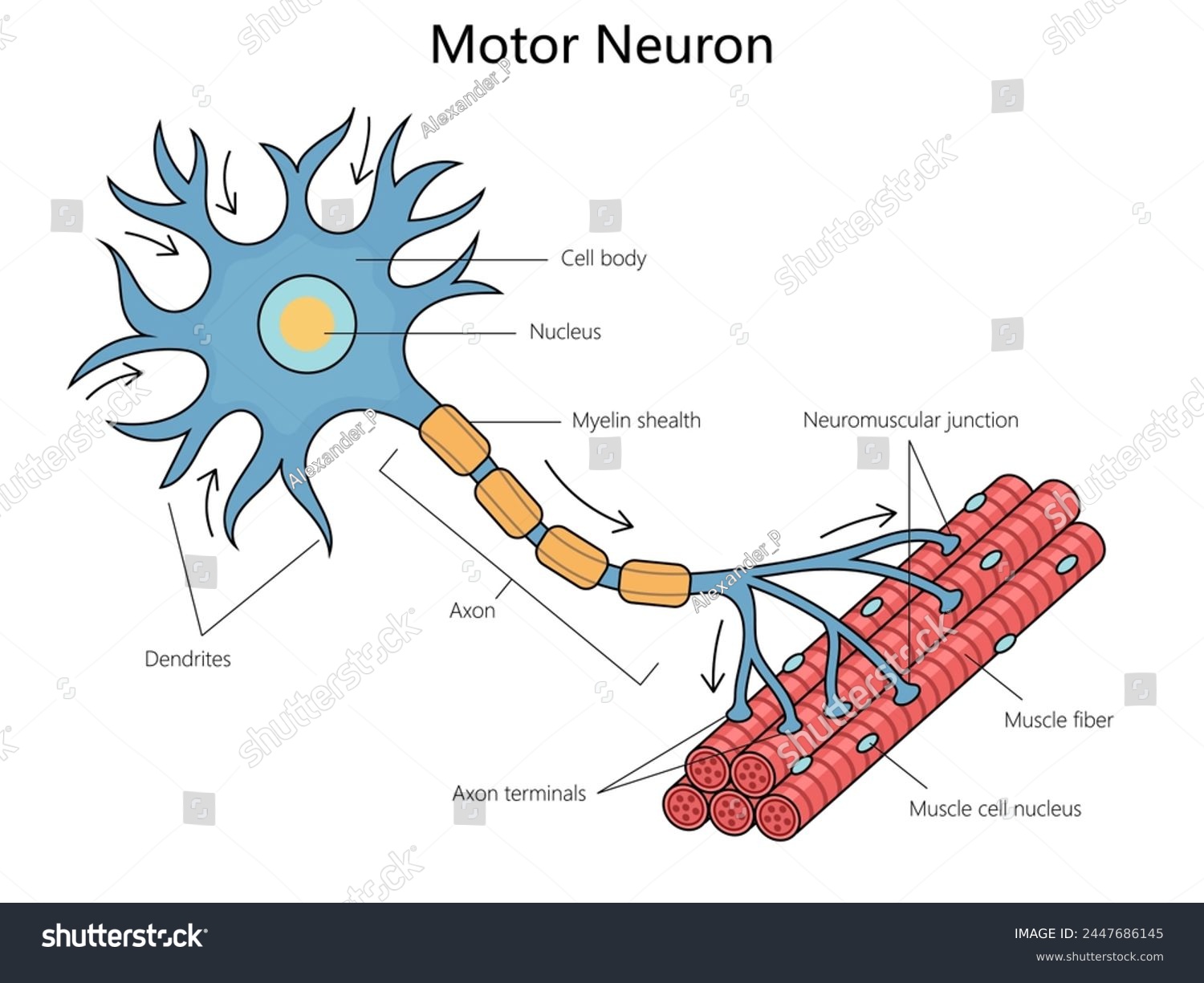 SVG of Human anatomy of a motor neuron, including its parts like the axon and dendrites structure diagram hand drawn schematic vector illustration. Medical science educational illustration svg