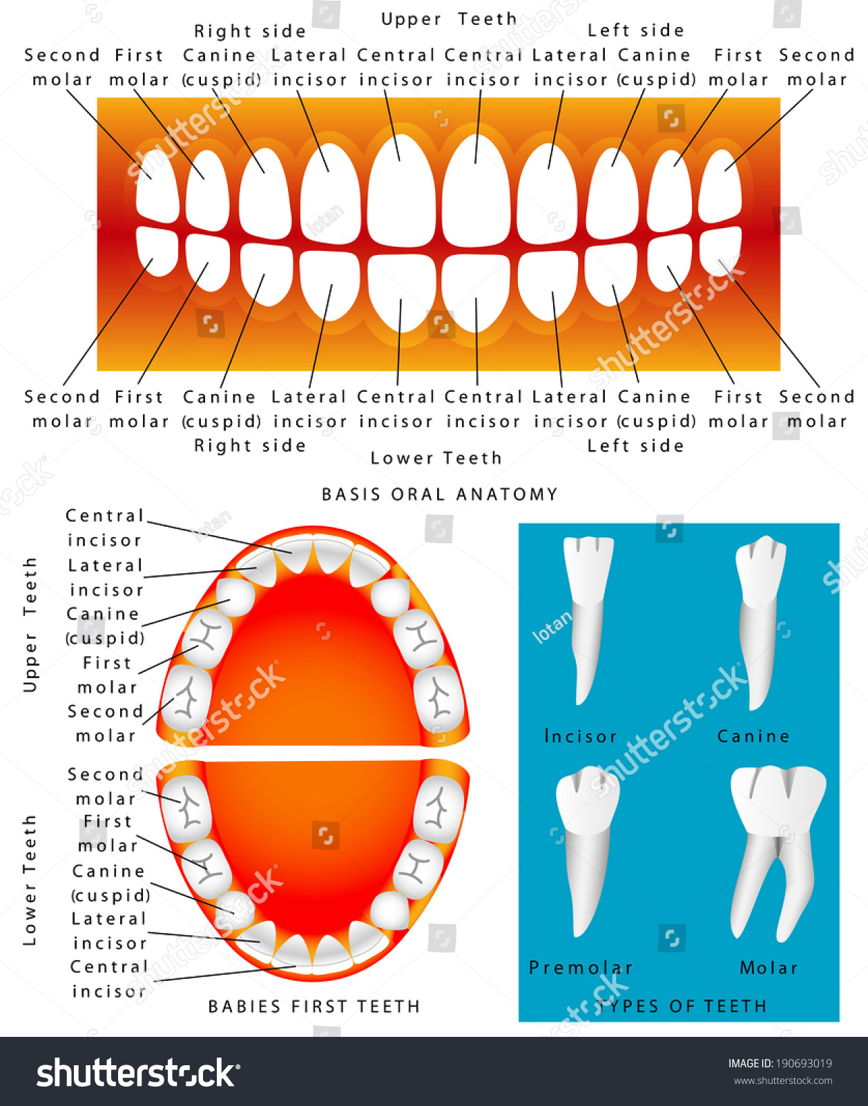 Human Anatomy Children Teeth Baby Teething Stock Vector 190693019 ...