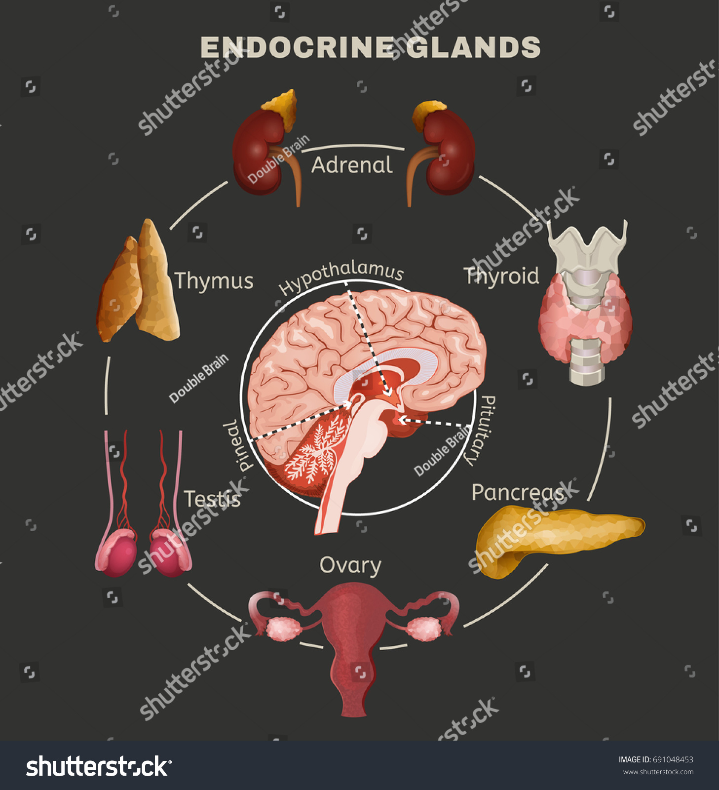 Human Anatomy Set Endocrine System Pituitary Stock Vector (Royalty Free ...