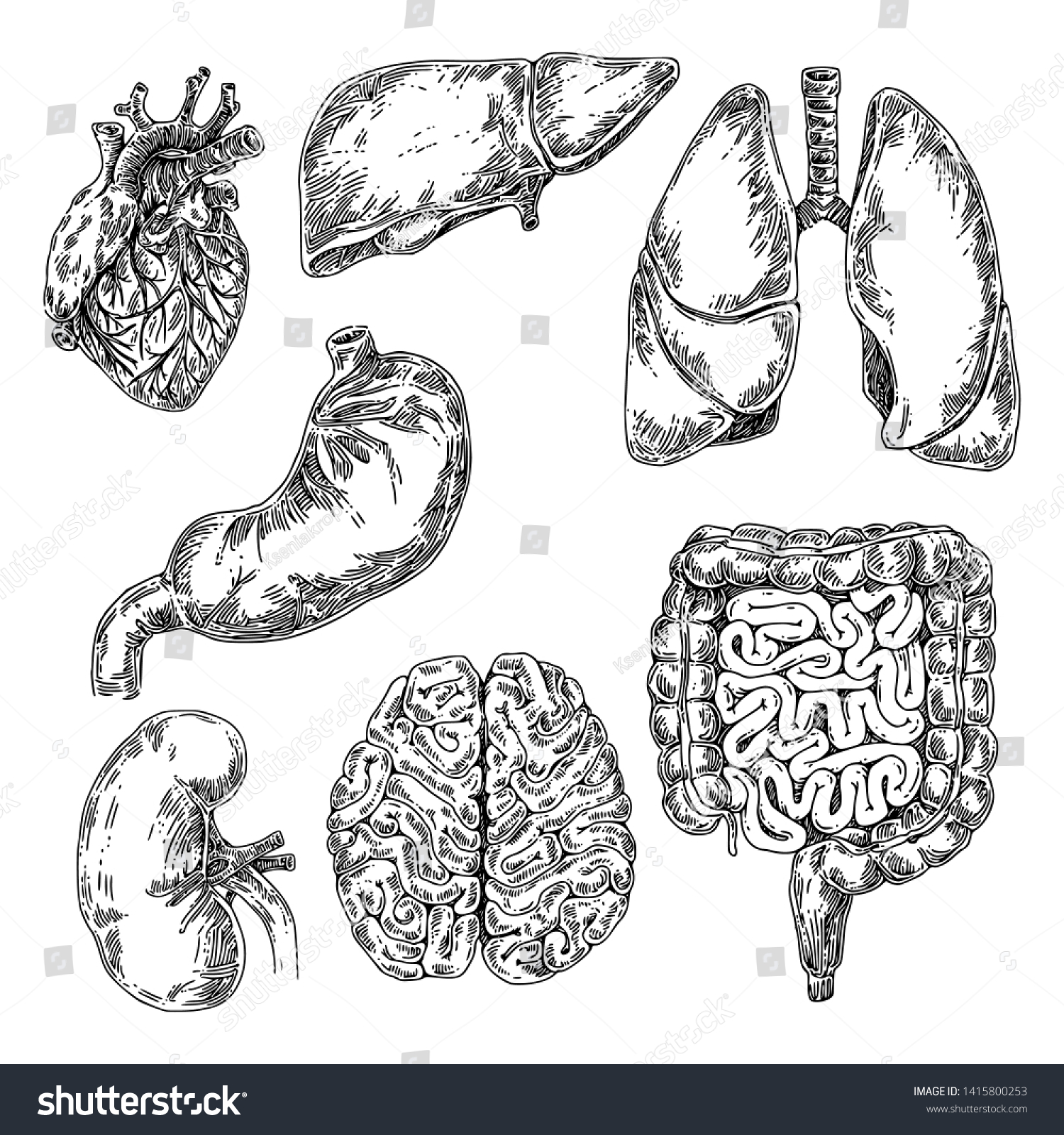 Vintage illustration intestine Images, Stock Photos & Vectors ...