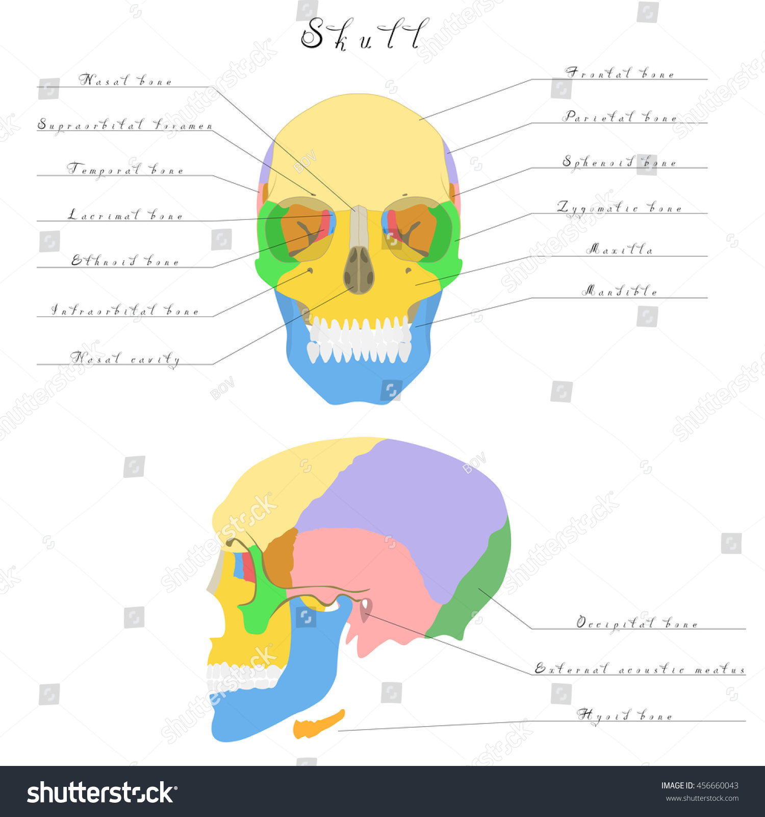 Human Anatomy Skull Bones Skull Highlighted Stock Vector 456660043