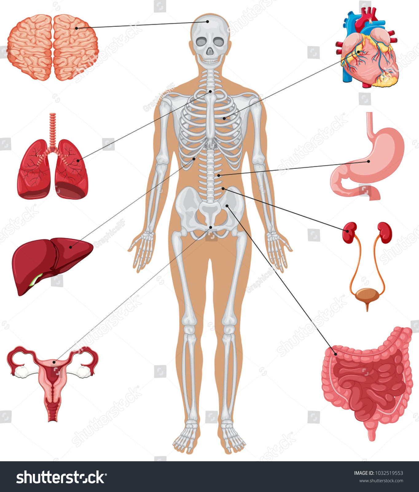 Vektor Stok Human Anatomy Different Internal Organs Illustration Tanpa Royalti 1032519553