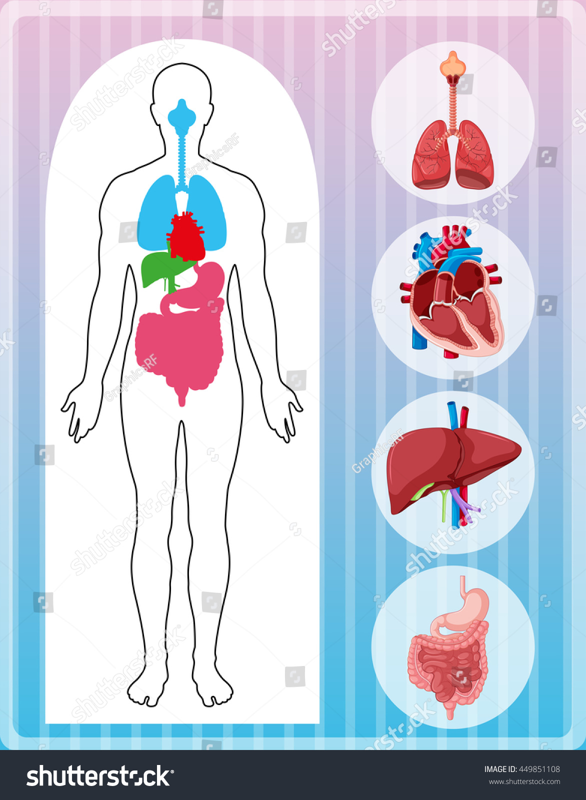 Human Anatomy With Many Organs Illustration - 449851108 : Shutterstock