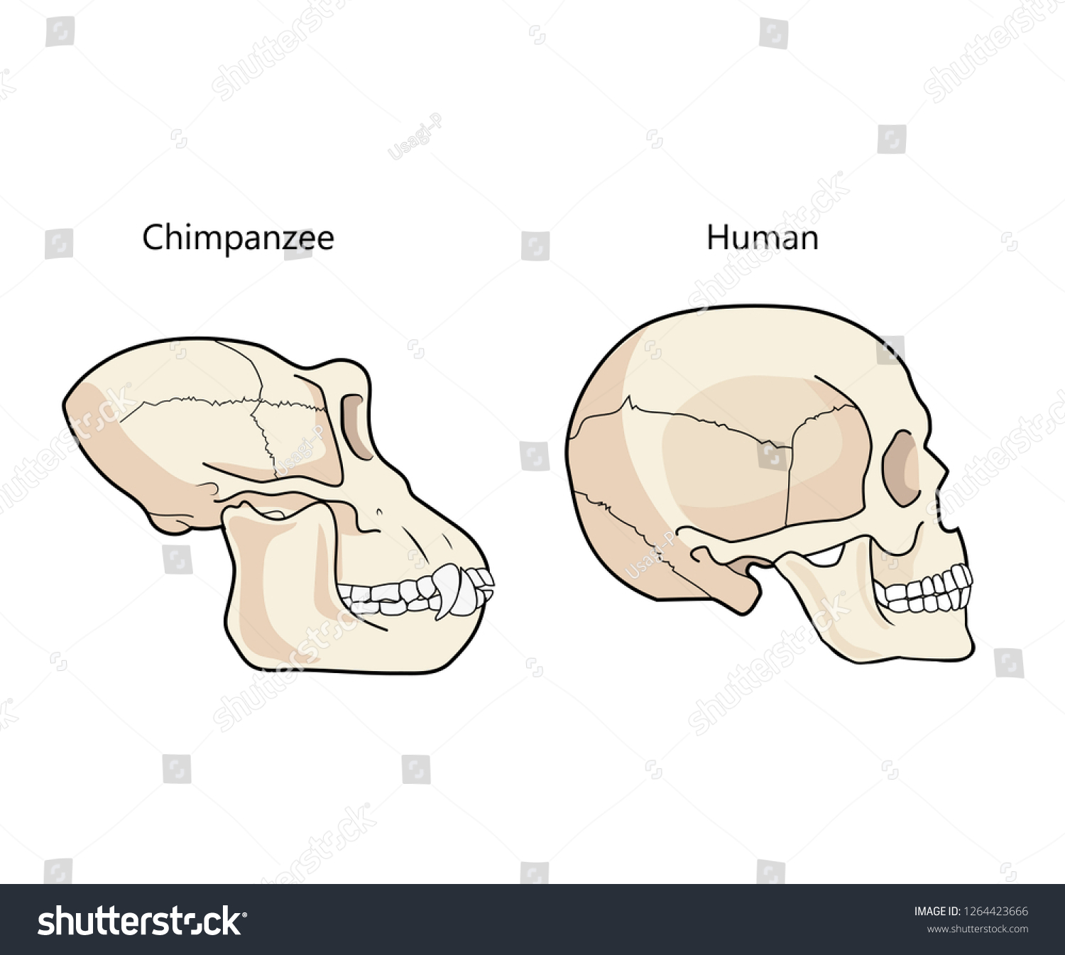 Vektor Stok Human Chimpanzee Skull Biology Anatomy Vector (Tanpa