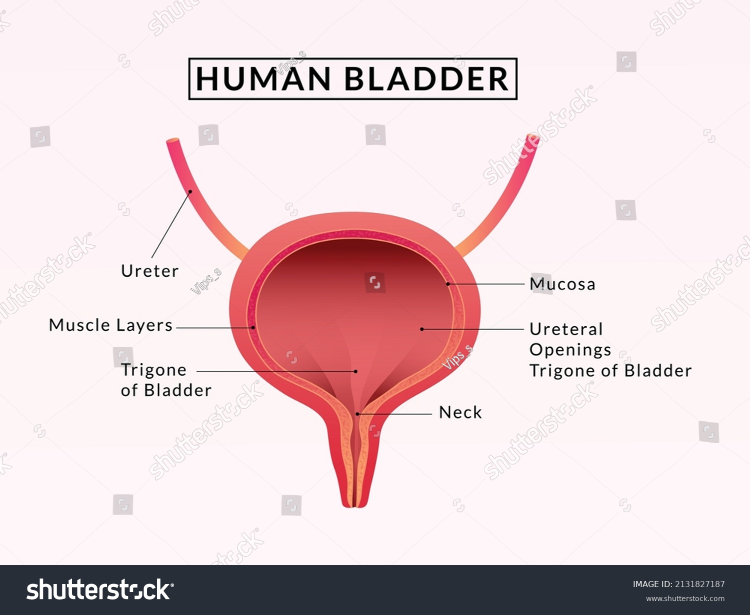 Human Bladder Anatomy Medical Illustration Stock Vector (Royalty Free ...