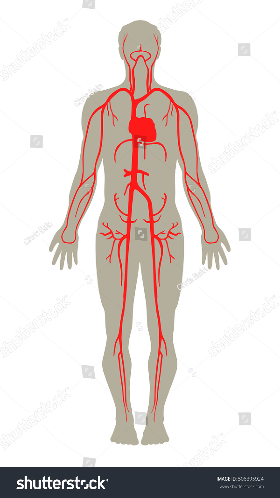 Human Blood Artery System Vector - 506395924 : Shutterstock