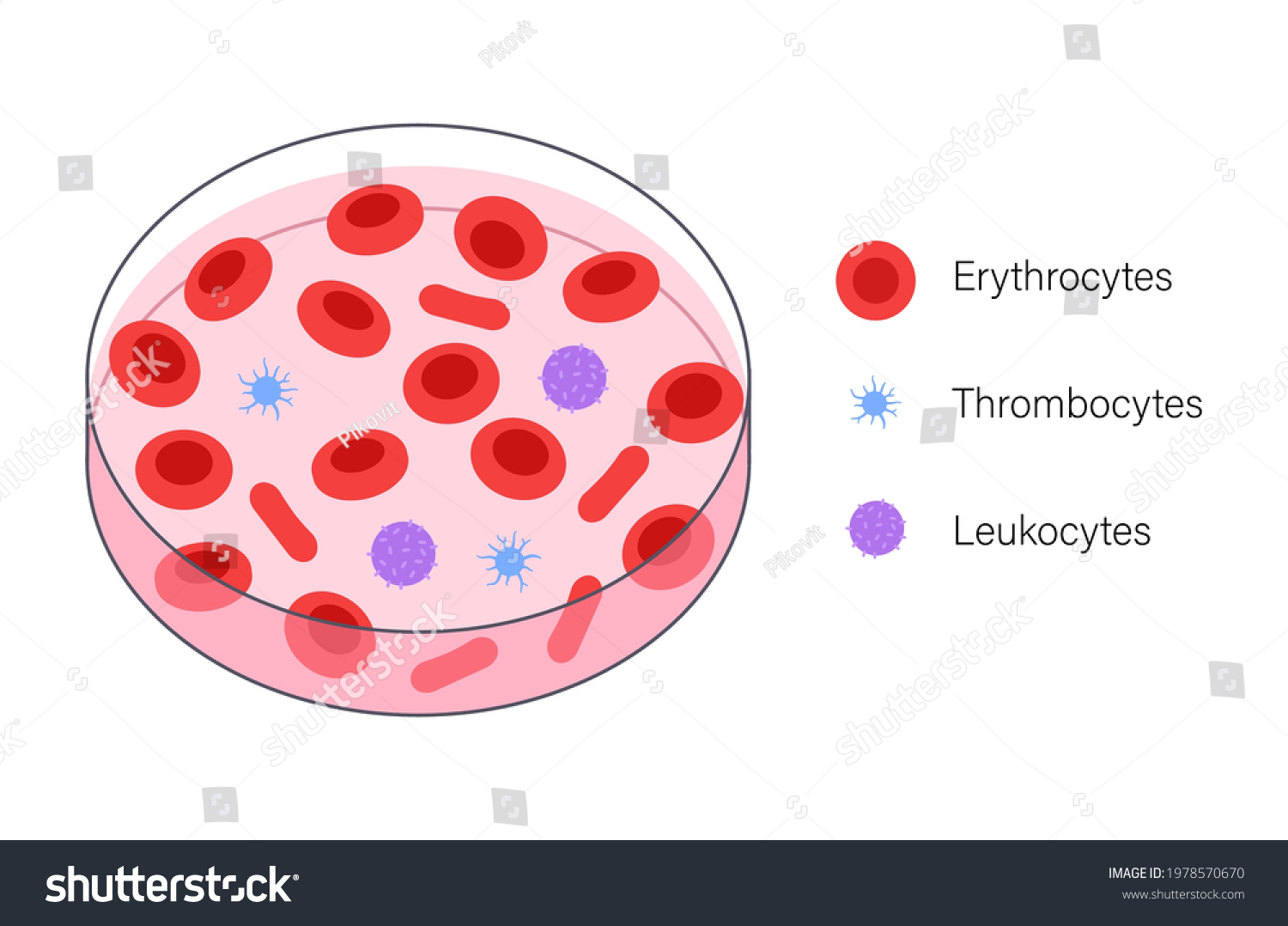 Human Blood Cells Structure Under Microscope Stock Vector (Royalty Free ...