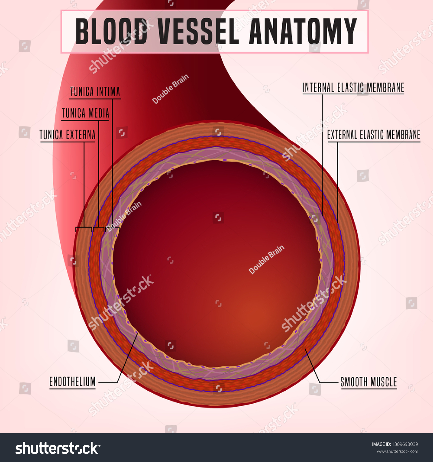 Human Blood Vessel Anatomy Detailed Scheme Stock Vector (Royalty Free ...