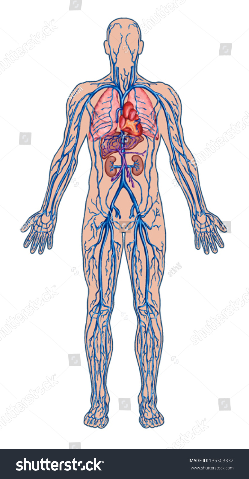 Human Bloodstream Didactic Board Anatomy Blood Stock Vector 135303332 ...