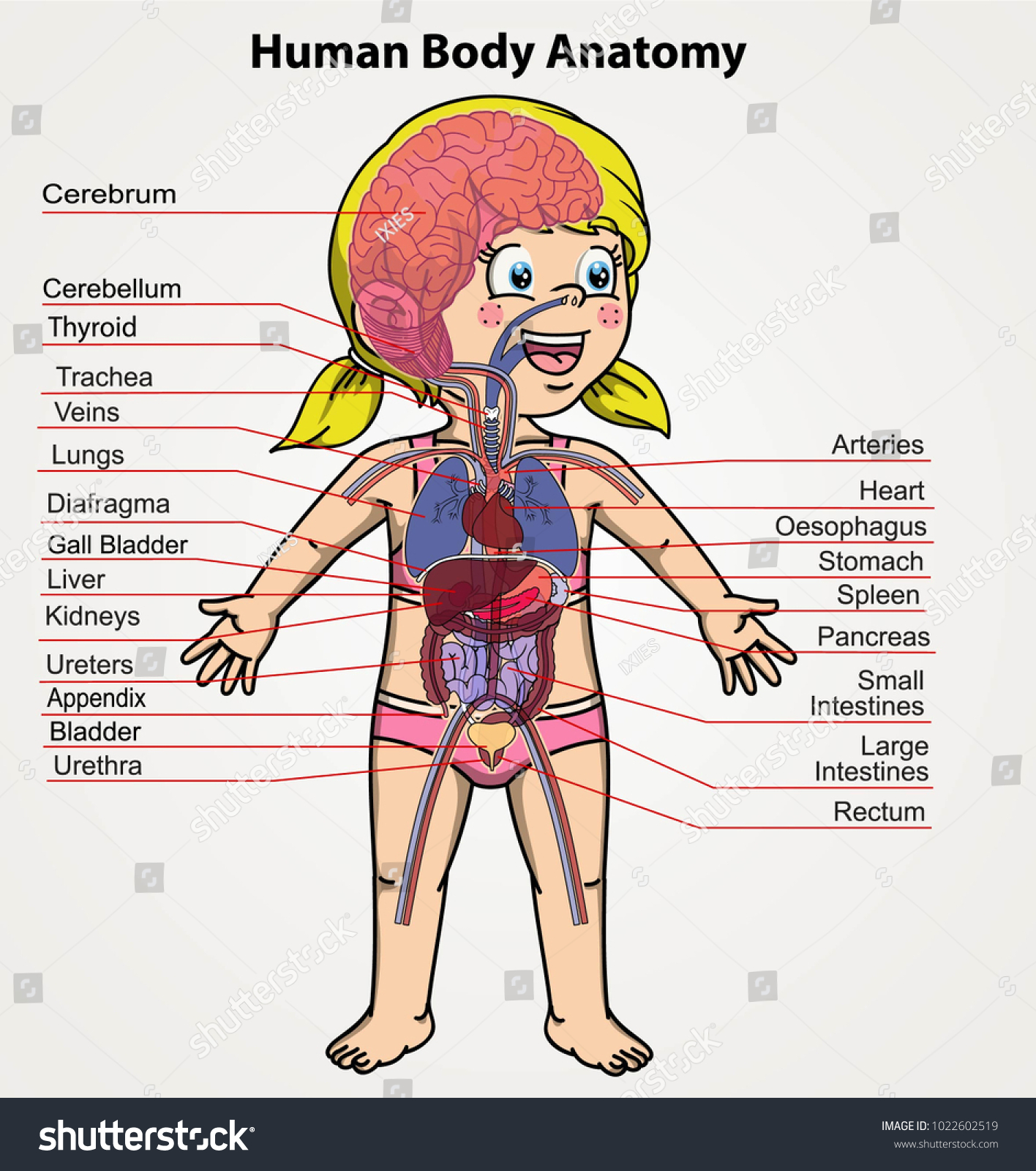 Human Body Anatomy Girl Organs System Stock Vector Royalty Free 1022602519