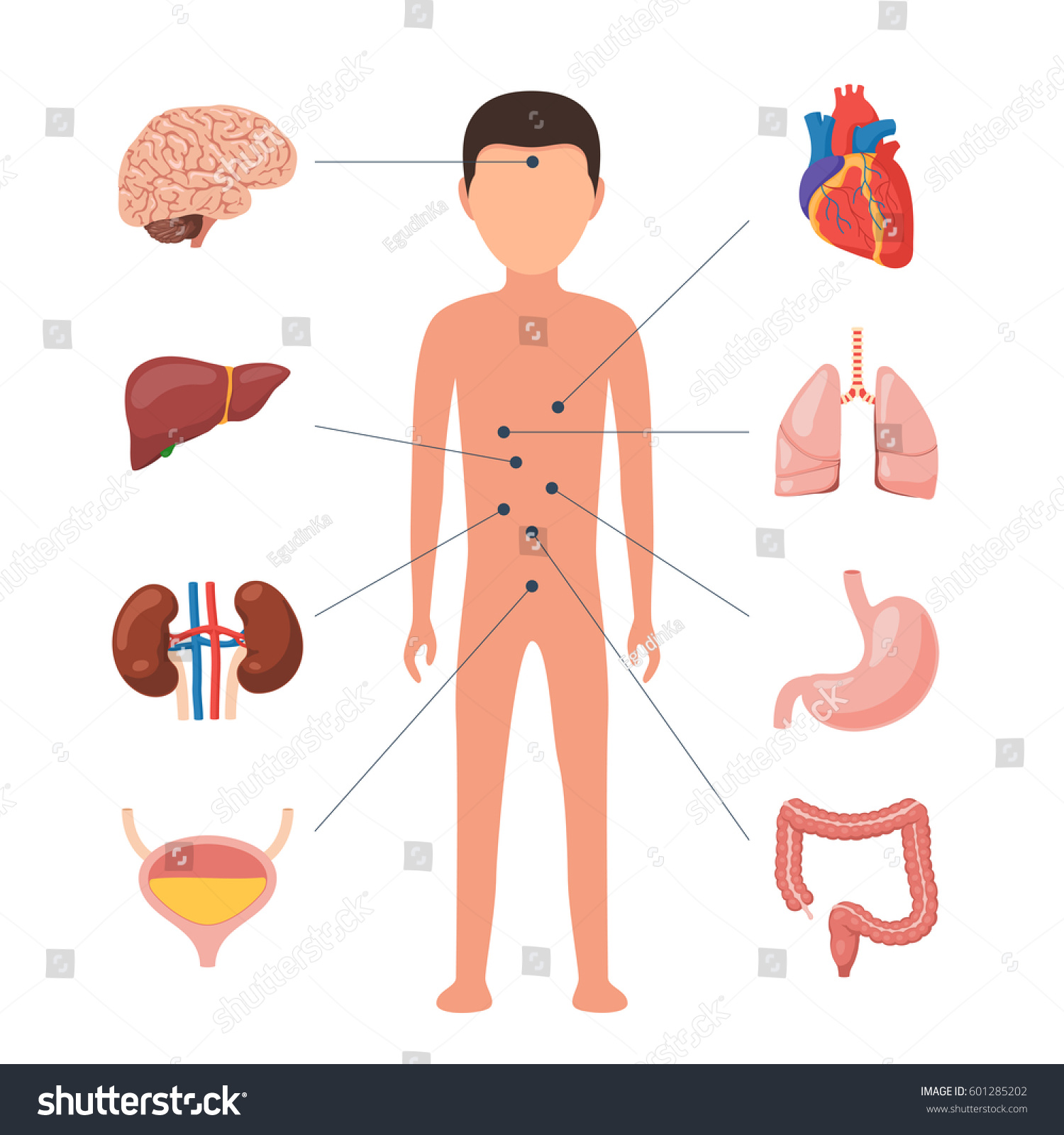 Human Body Anatomy Medical Diagram Organs Stock Vector 601285202