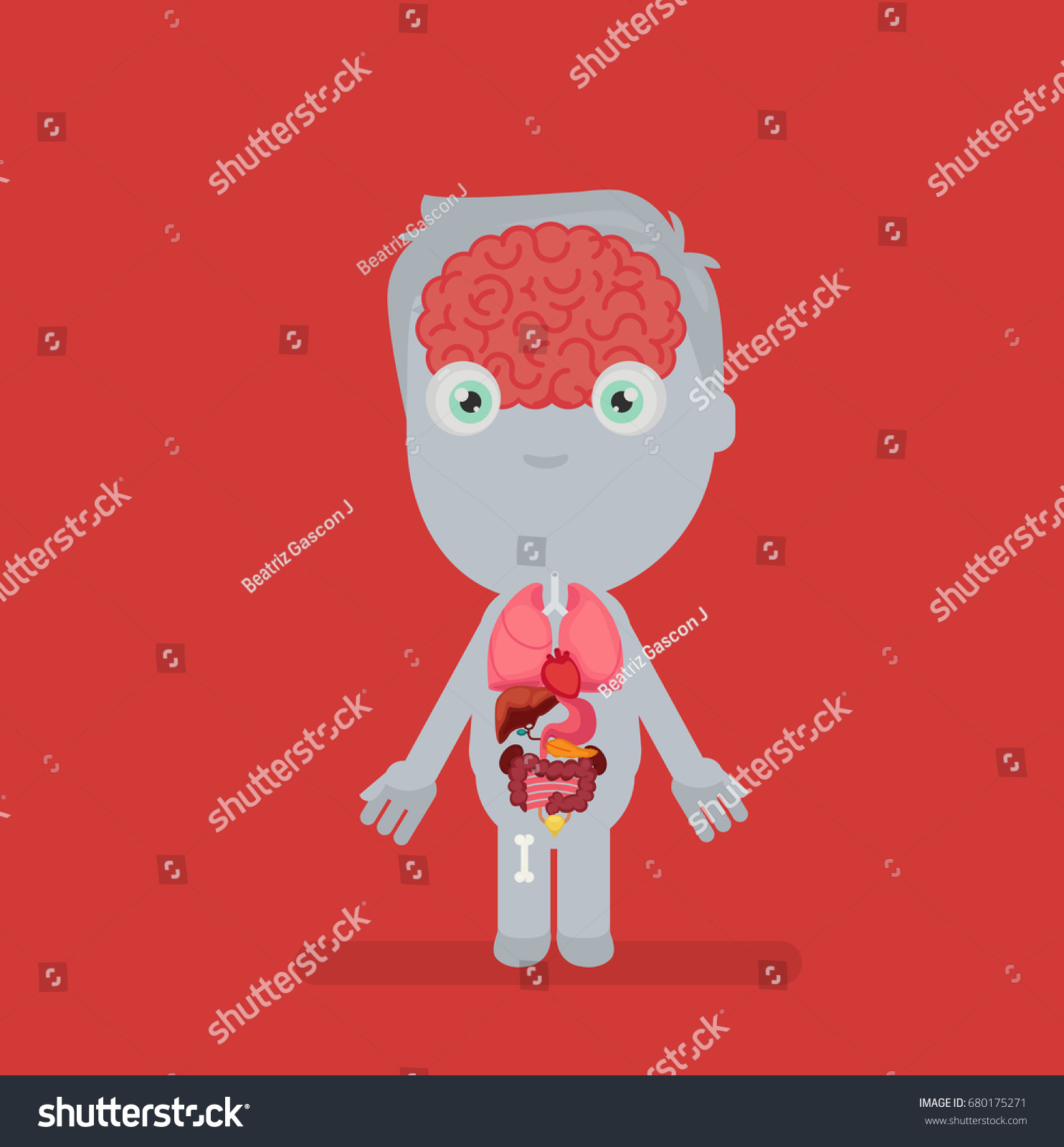 Human Body Anatomy Vector Illustration Stock Vector (Royalty Free ...