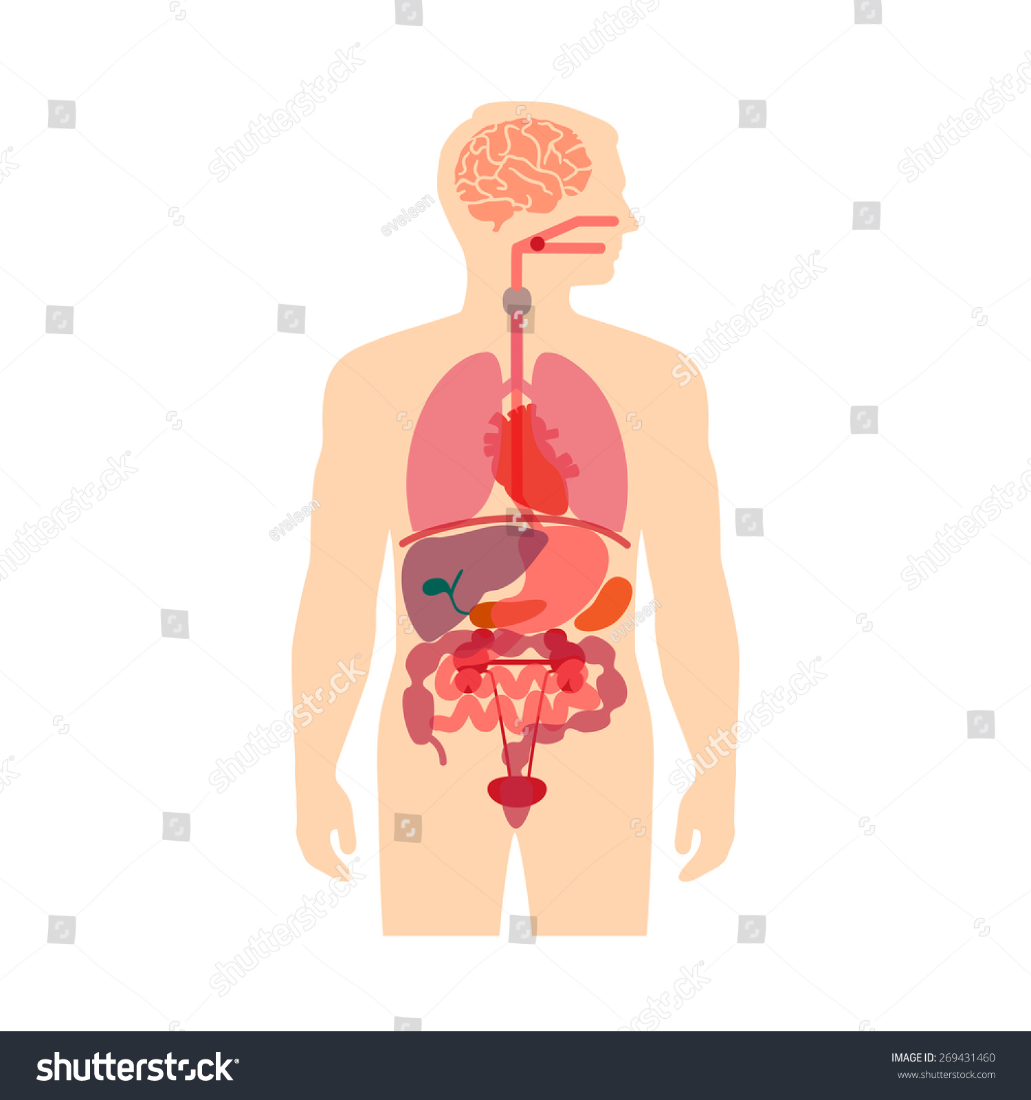 Download Human Body Anatomy Vector Medical Organs Stock Vector ...