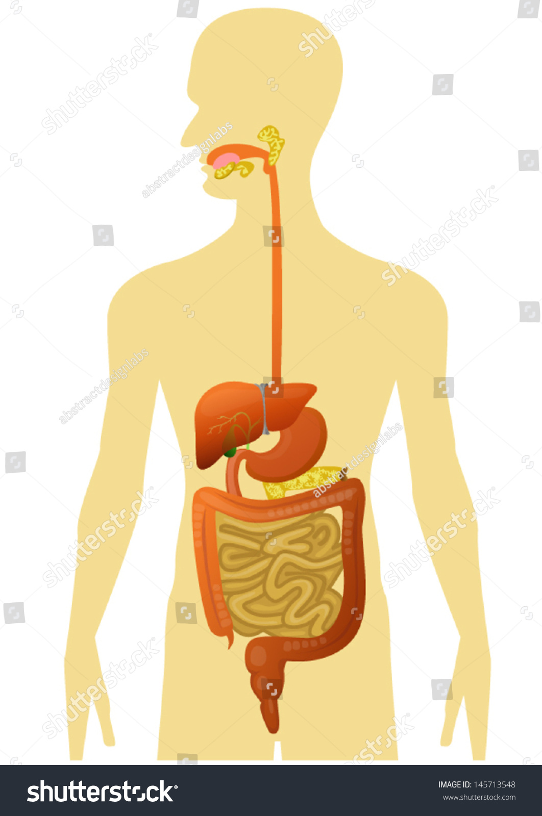 Human Body - Digestive System Stock Vector Illustration 145713548 ...