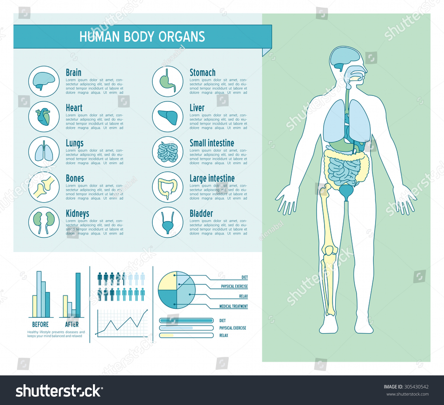 Human Body Health Care Infographics With Medical Icons Organs Charts
