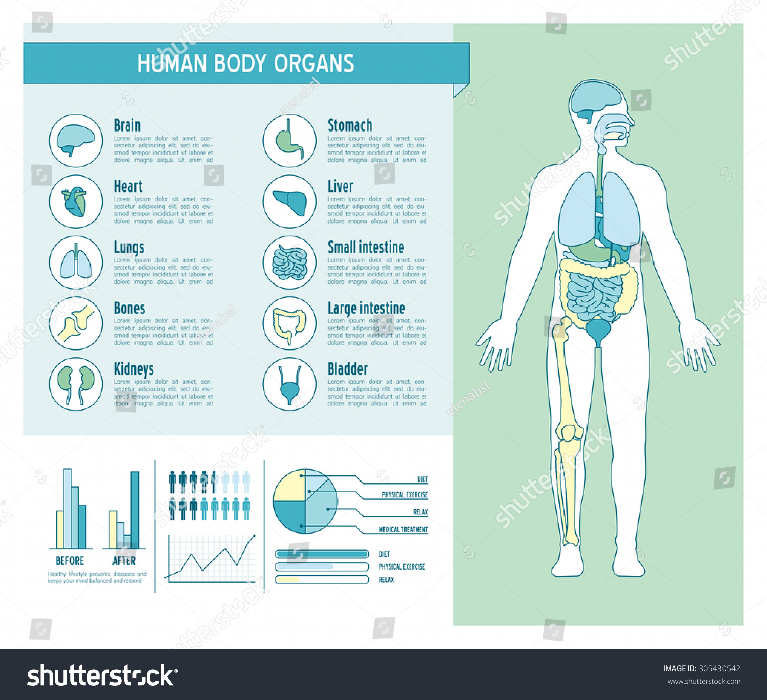 Human Body Health Care Infographics, With Medical Icons, Organs, Charts