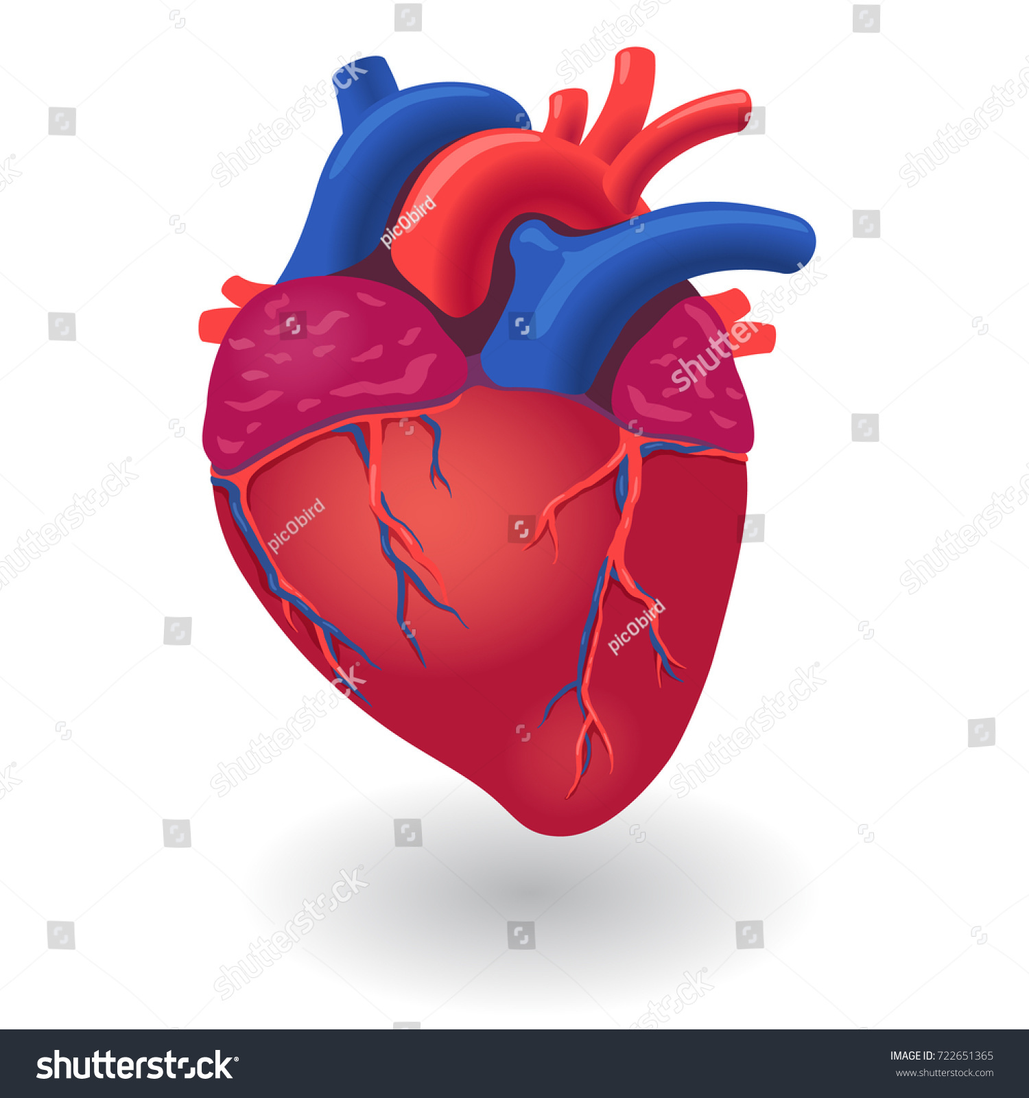 Free Free Heart Organ Svg 256 SVG PNG EPS DXF File