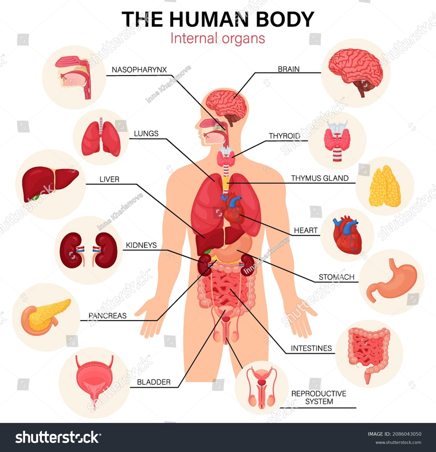 Name a human organ