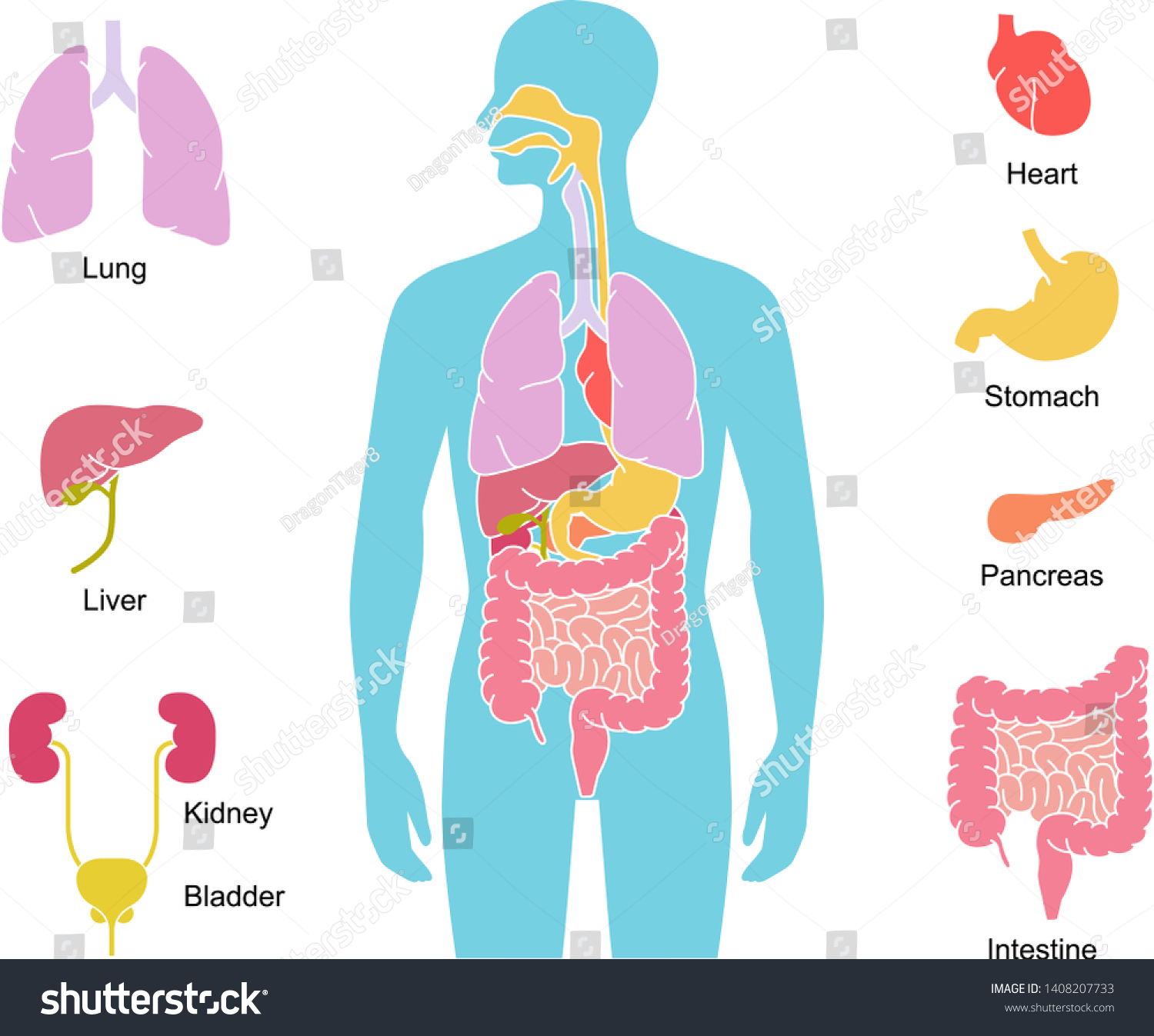 Human Body Internal Organs Illustration Lungs Stock Vector (Royalty ...