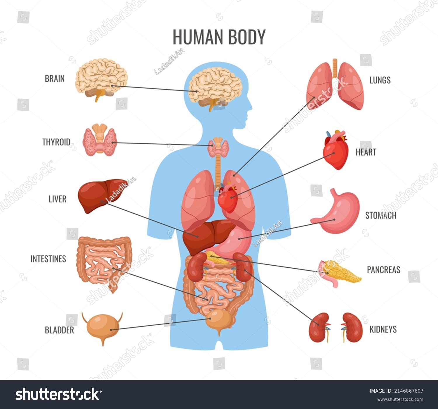 Human Body Internal Organs Inner Organ Stock Vector (Royalty Free ...
