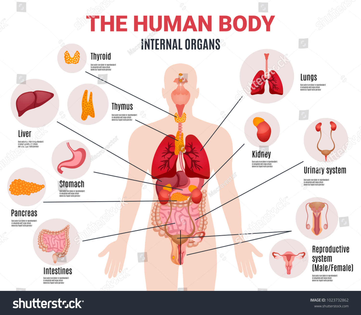 Human Body Internal Organs Schema Flat Stock Vector Royalty Free