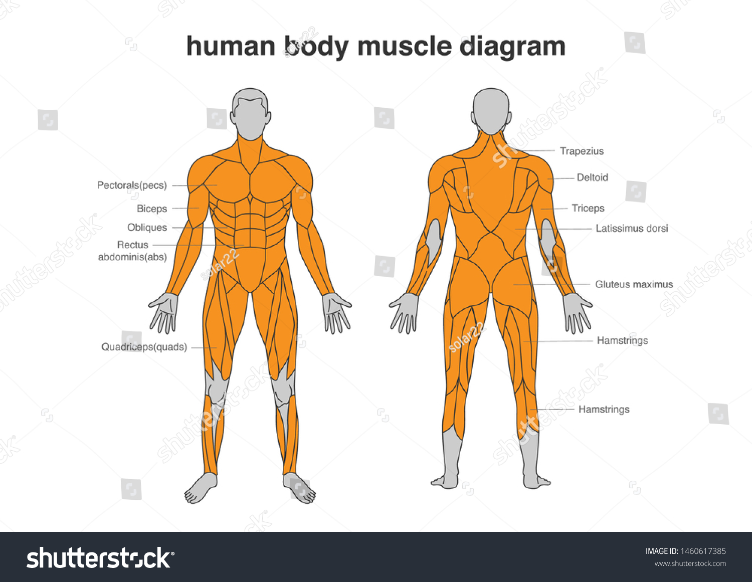 Human Body Muscles Diagram Full Length Stock Vector Royalty Free 1460617385