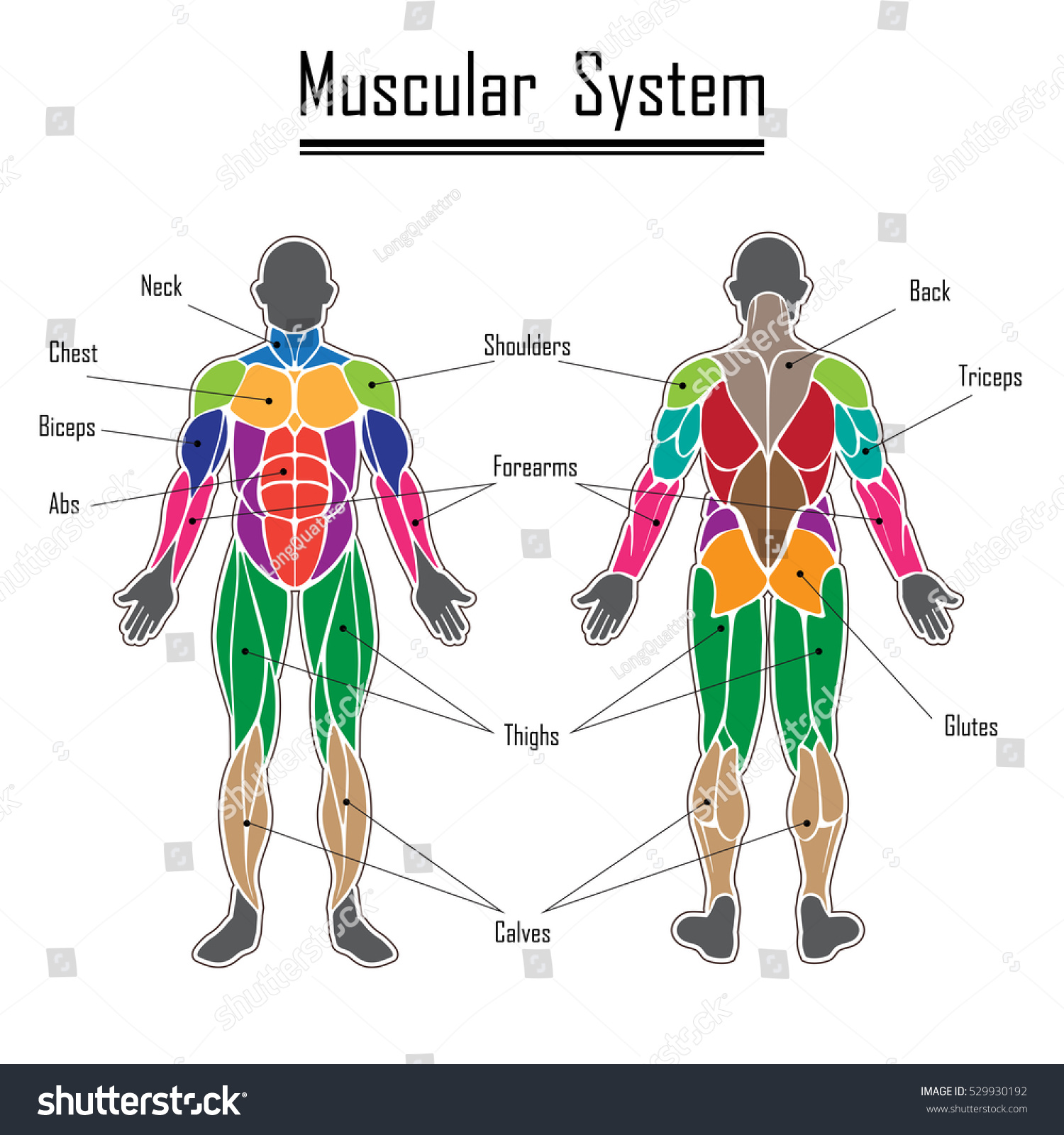 Human Body Muscles Different Colors And Text Stock Vector Illustration ...