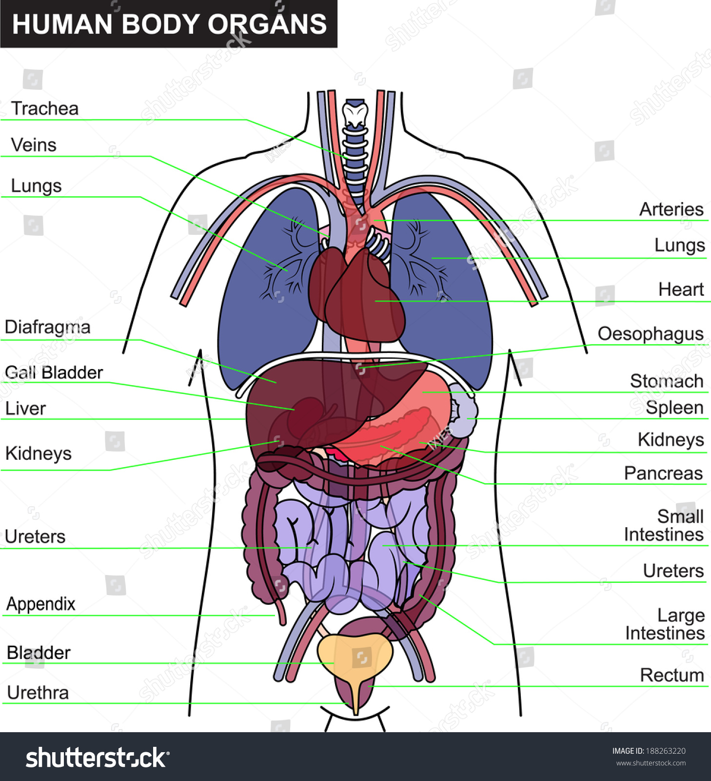 Full Body Organ Diagram
