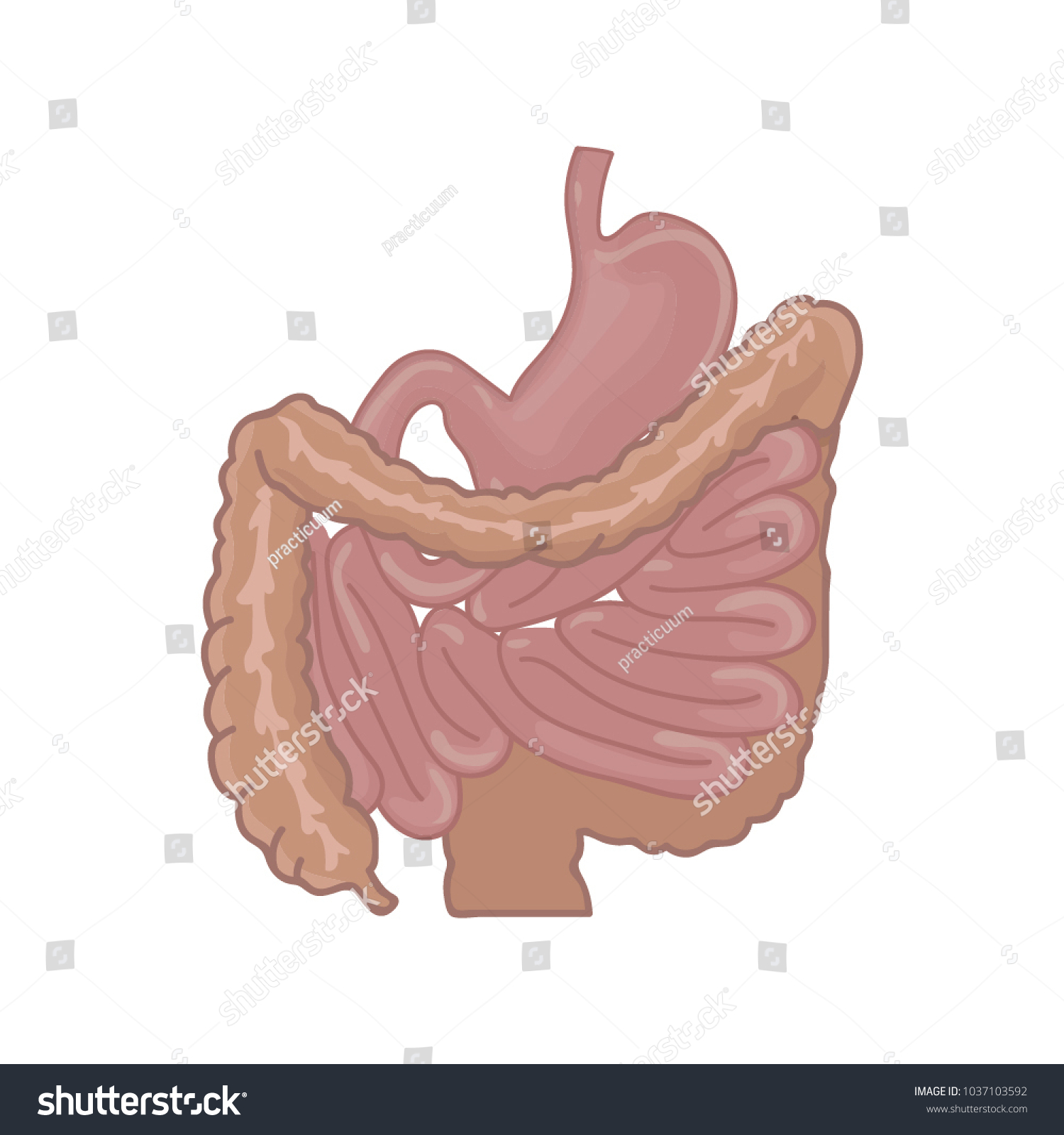 Human Body Organ Stomach Bowel Digestive Stock Vector (royalty Free 