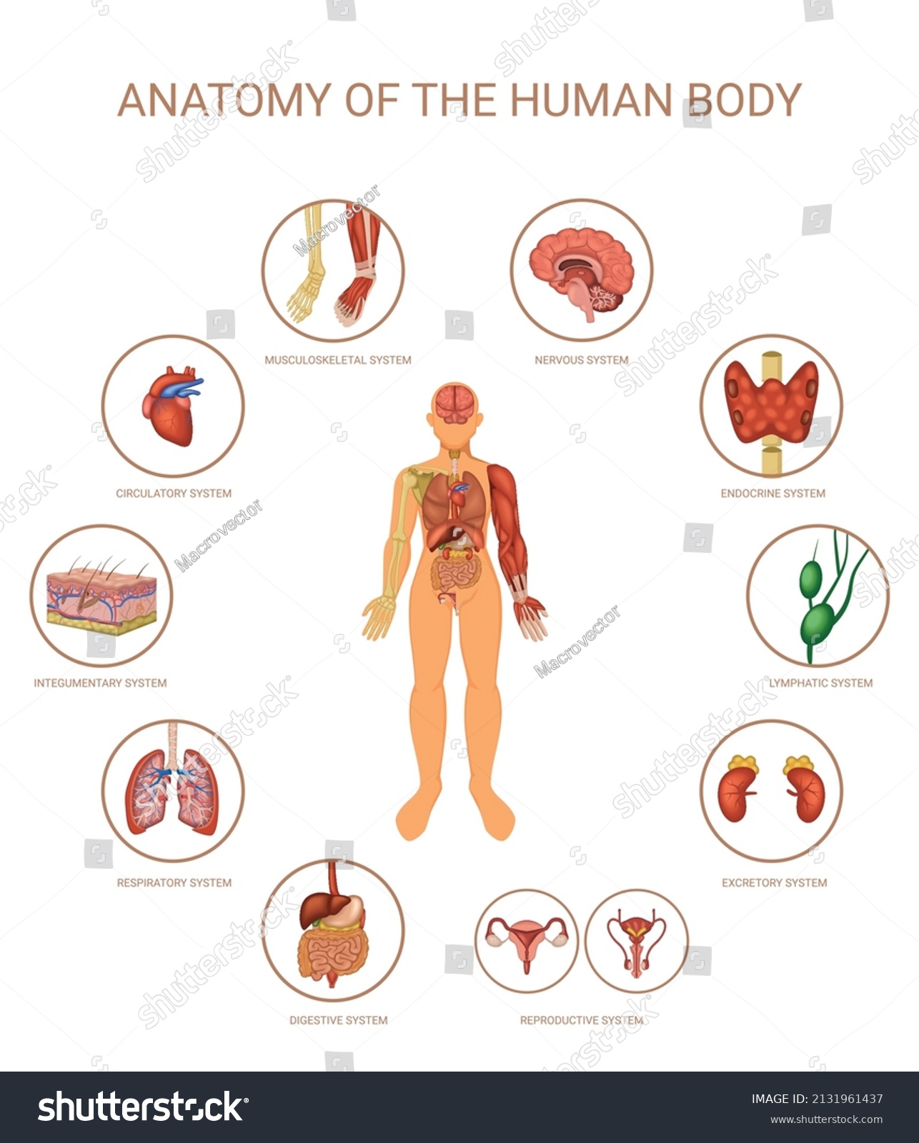Human Body Organ Systems Colored Concept Stock Vector (Royalty Free ...