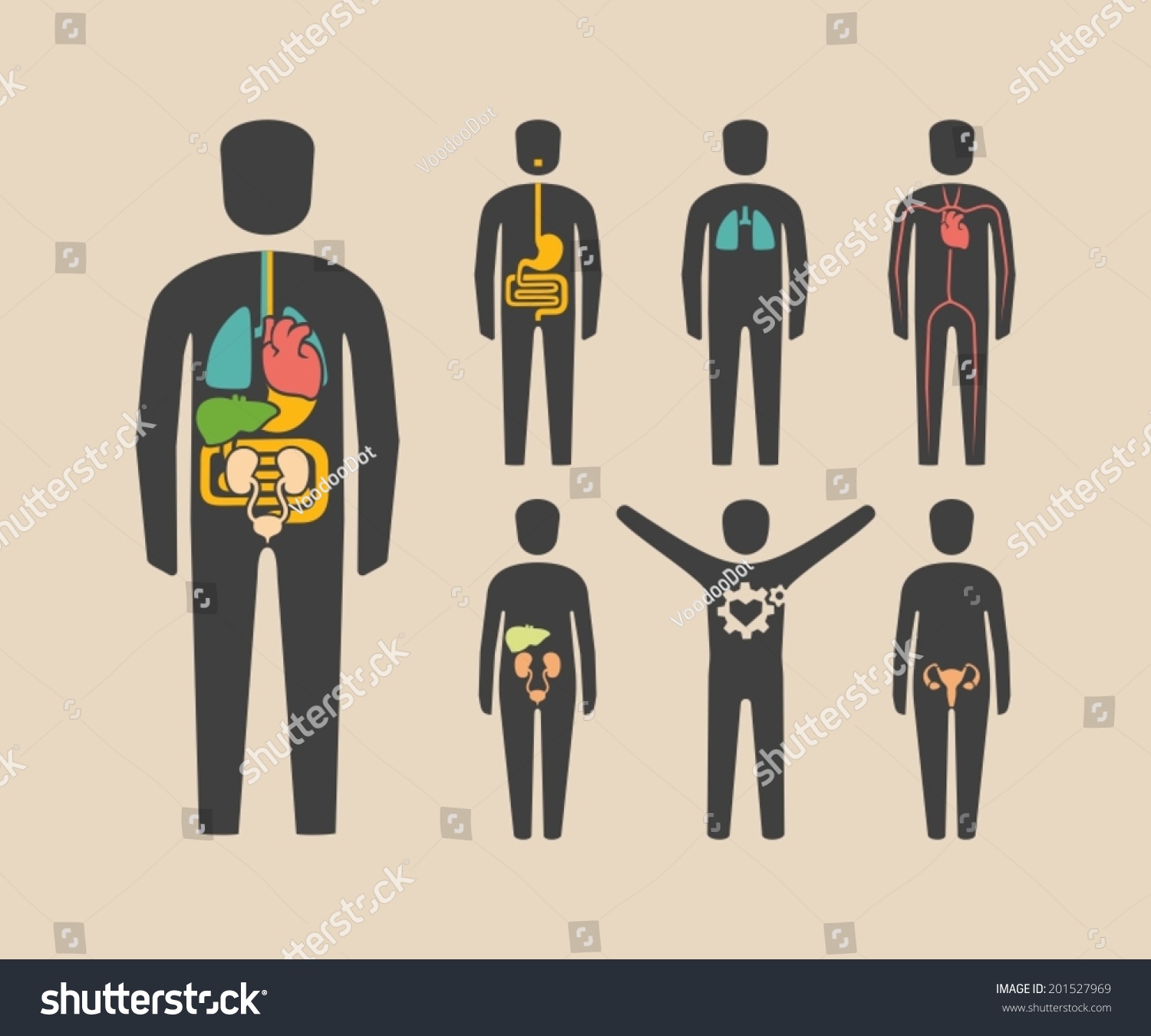 Human Body Organs Stock Vector 201527969 Shutterstock 5473