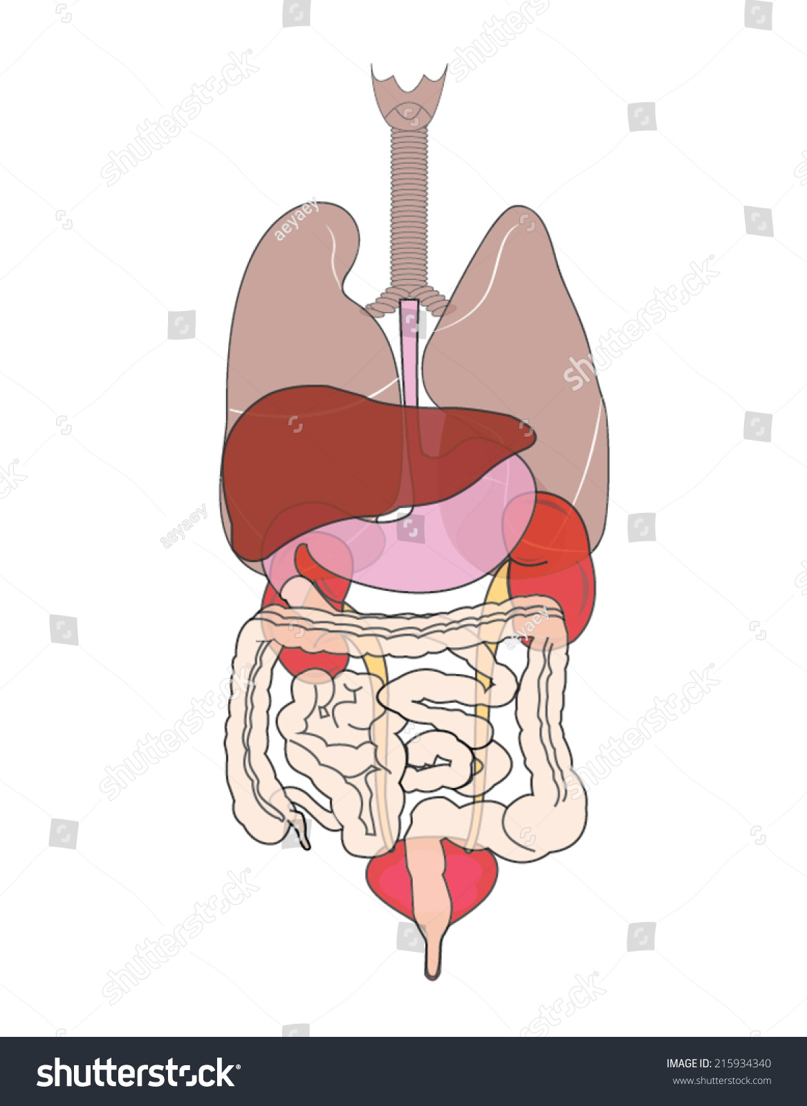 Human Body Organs Stock Vector 215934340 - Shutterstock