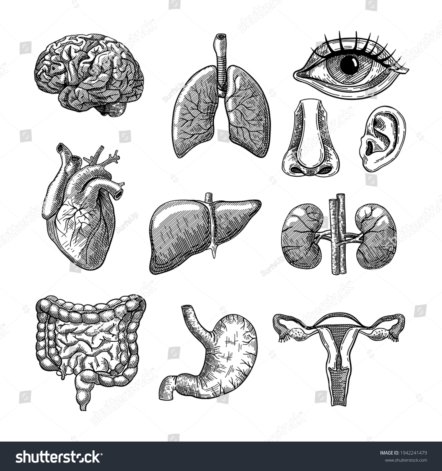 Human Body Organs Engraved Illustrations Set Stock Vector (Royalty Free ...