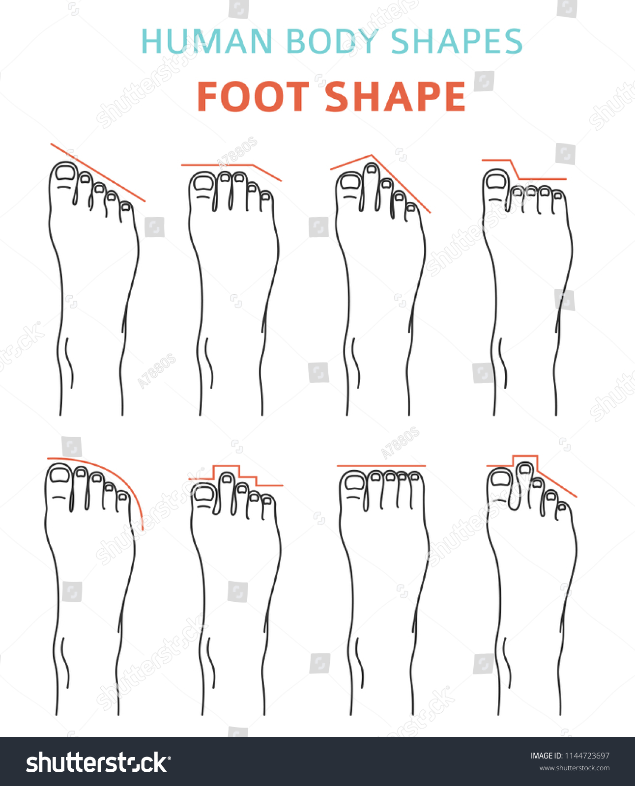 Human Body Shapes Feet Types Ixon Set Stock Vector (Royalty Free ...