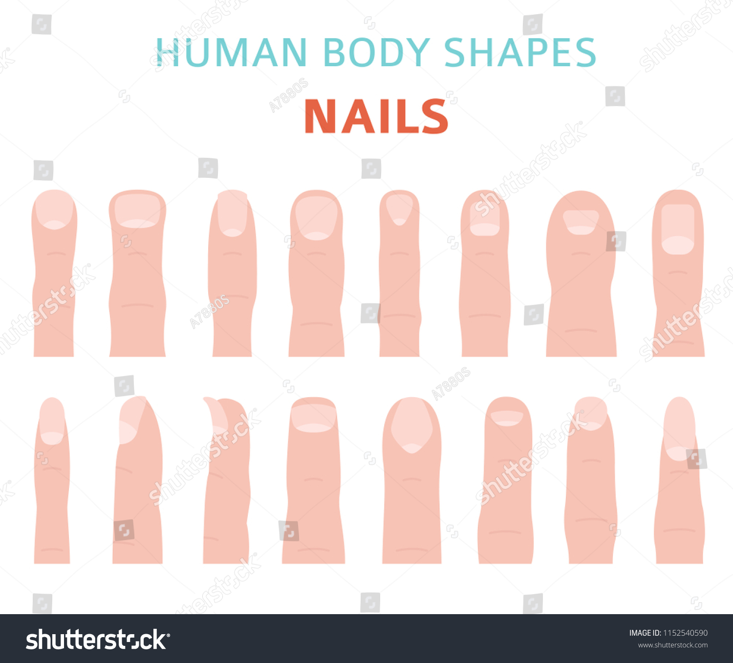 Human Body Shapes Hand Finger Nail Stock Vector (Royalty Free ...