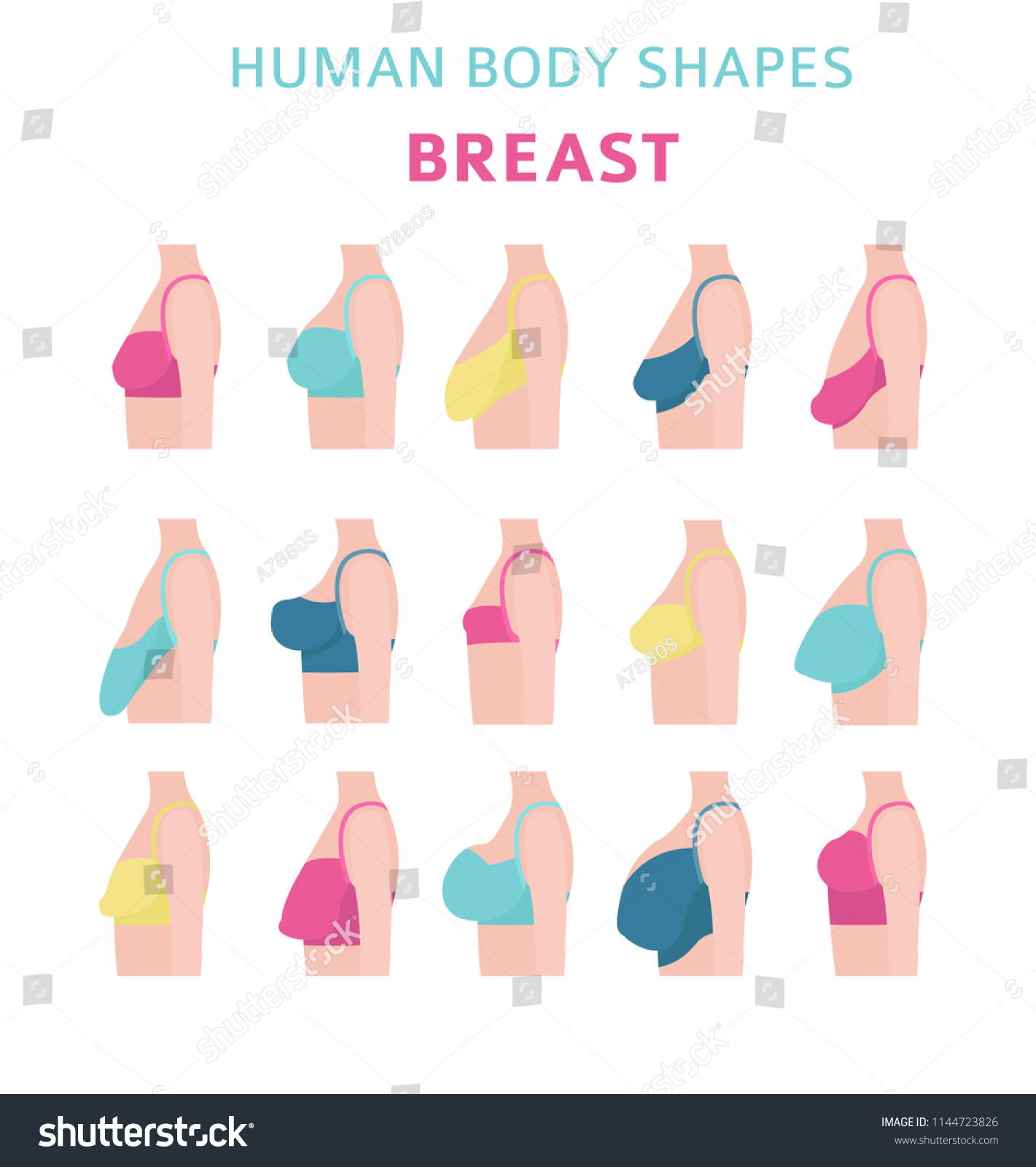 Human Body Shapes Woman Breast Form Stock Vector (Royalty Free) 1144723826