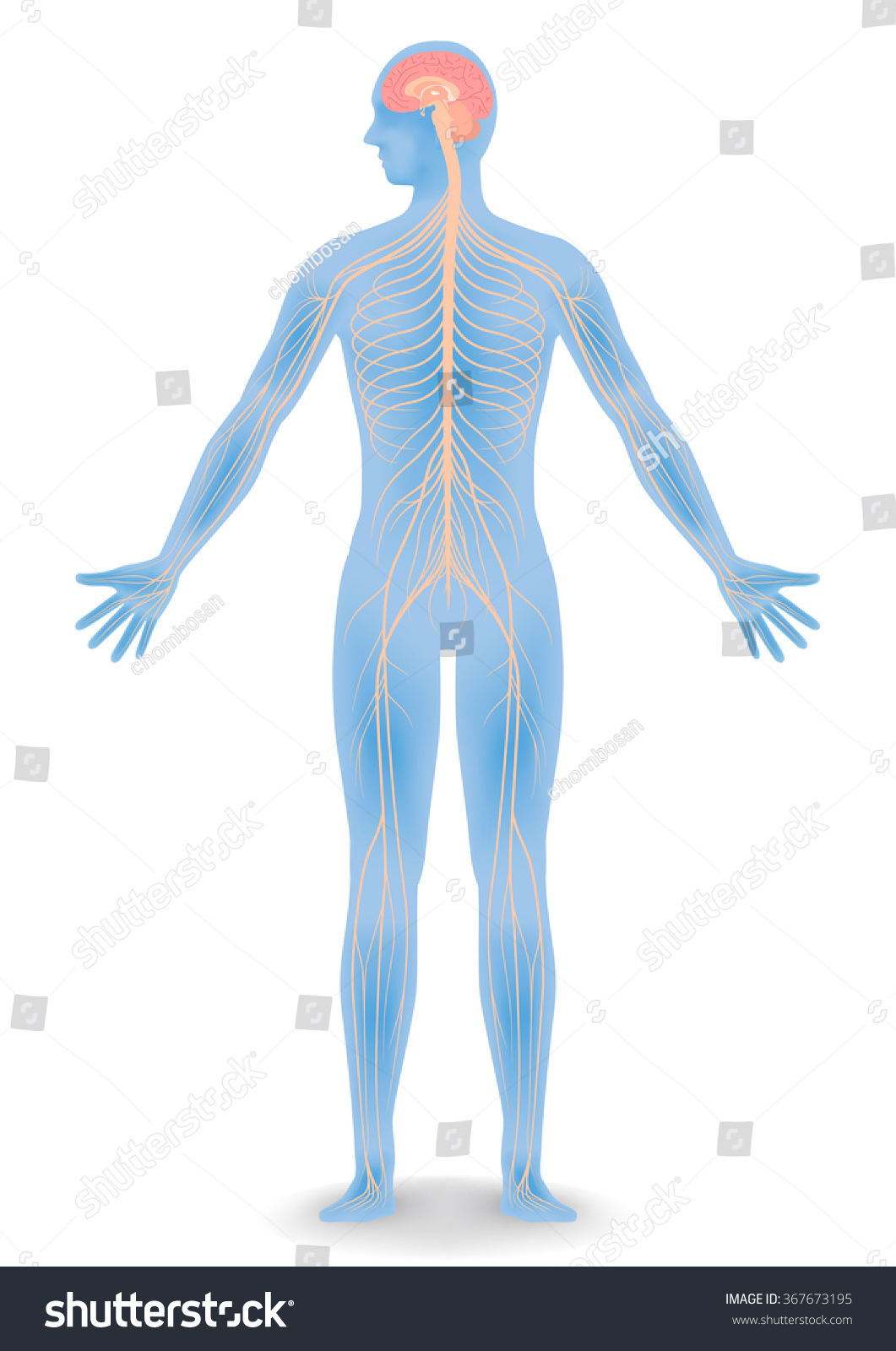 free clipart human body systems - photo #32