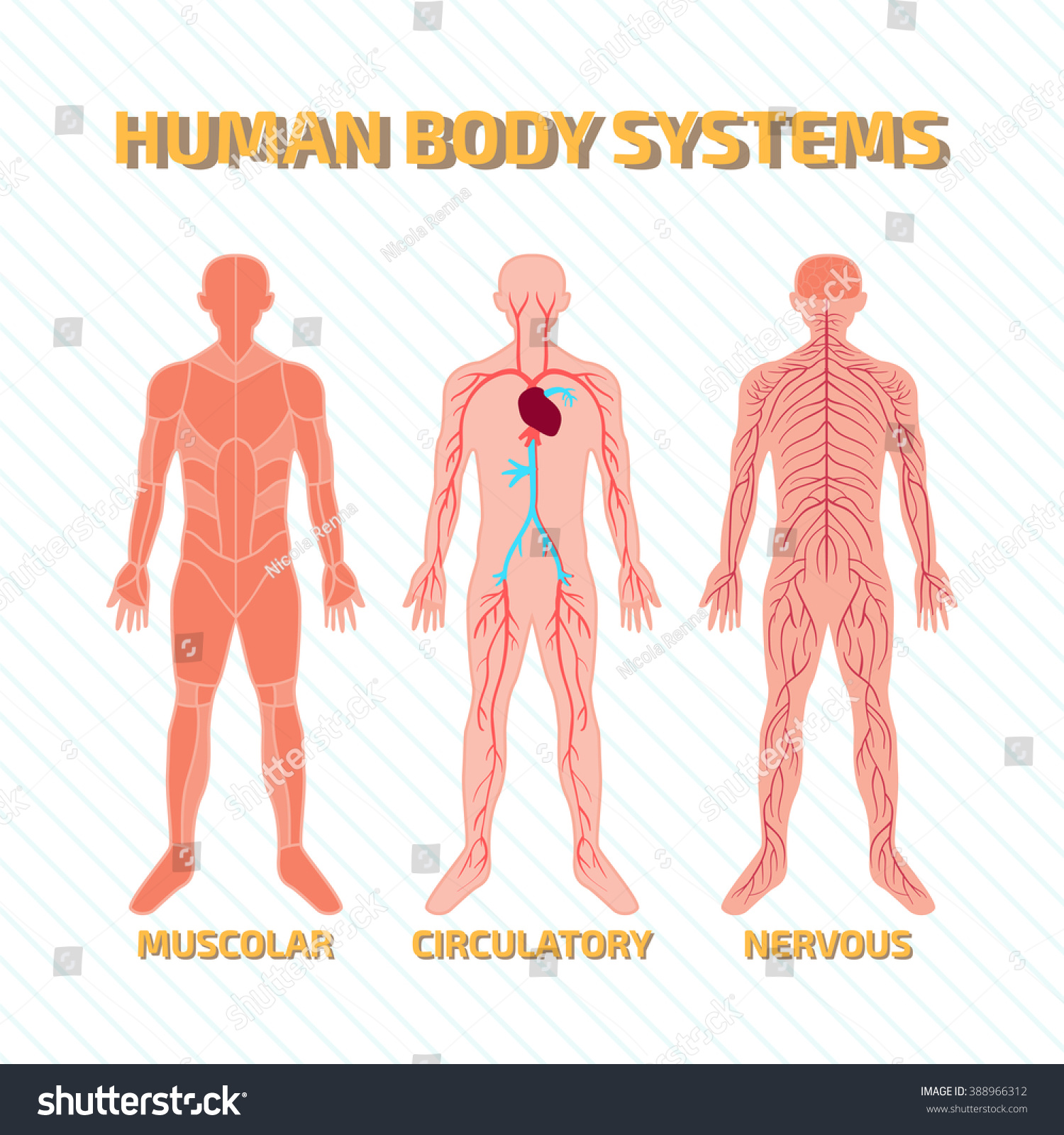 Human Body Systems Stock Vector 388966312 : Shutterstock