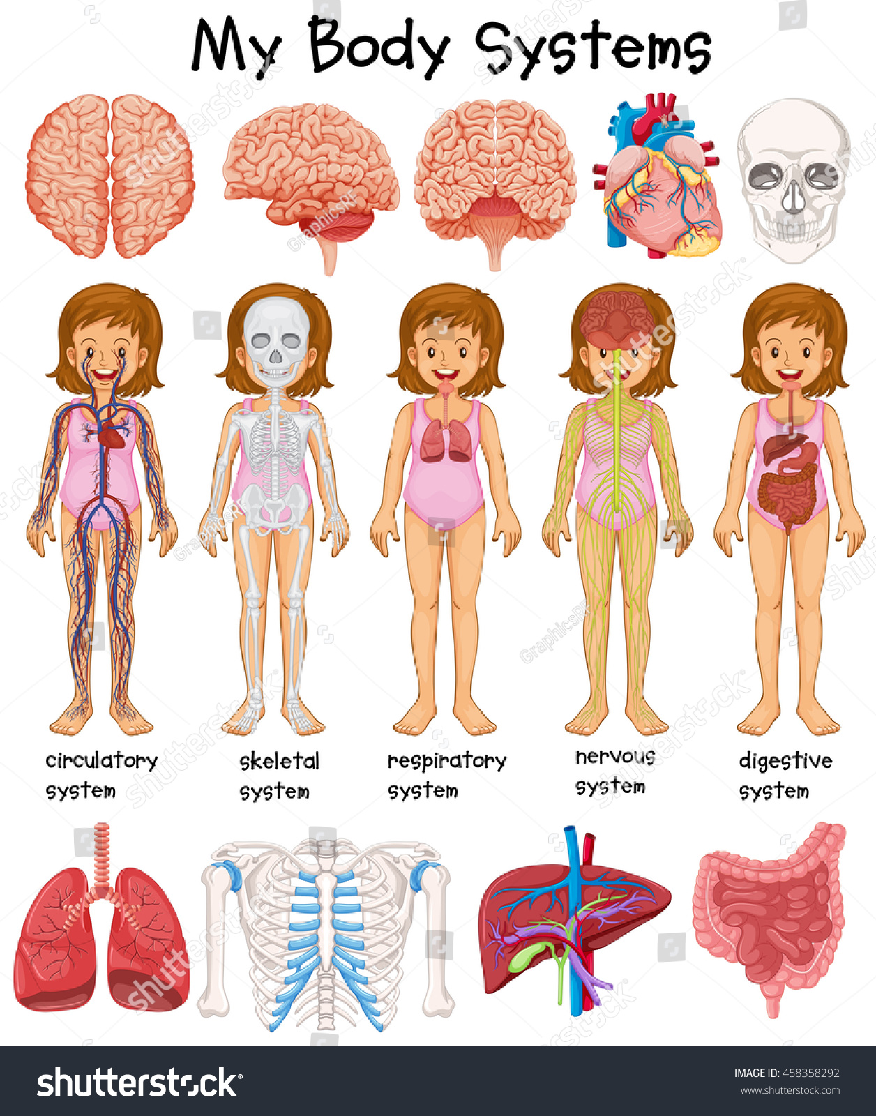 Human Body Systems Diagram Illustration Stock Vector 458358292 ...