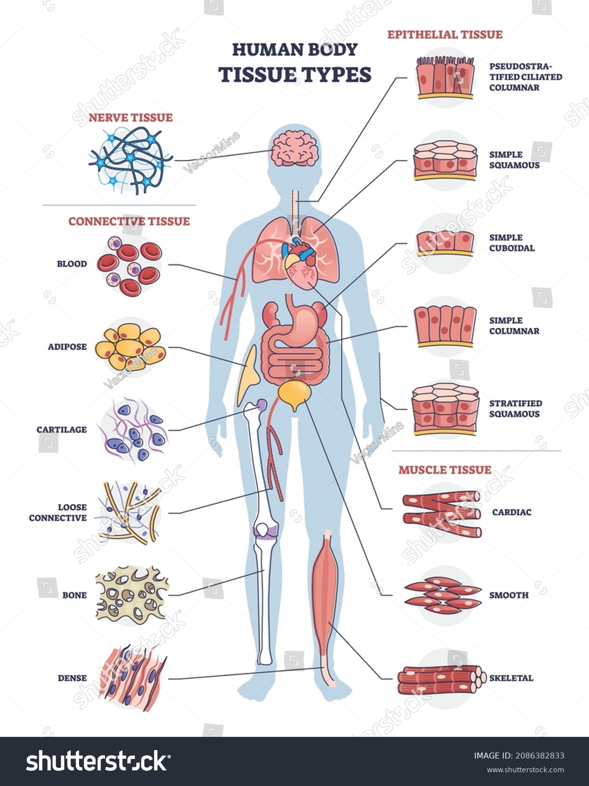 596 Types Of Human Body Tissues Images, Stock Photos & Vectors ...