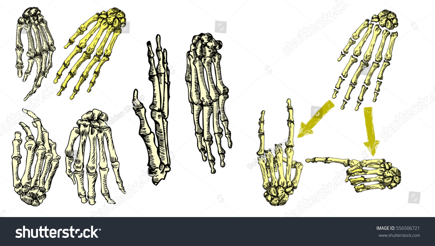 Human Bones Hand Wrists Drawing Set Stock Vector (Royalty Free ...