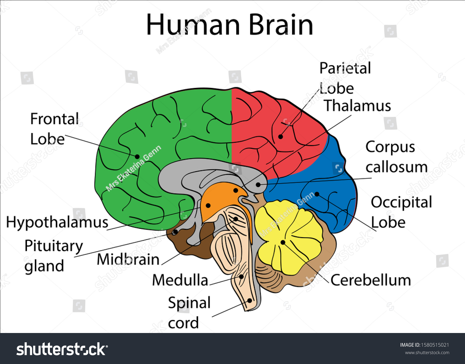 Human Brain Anatomy Diagram Isolated Icon Stock Vector (Royalty Free ...