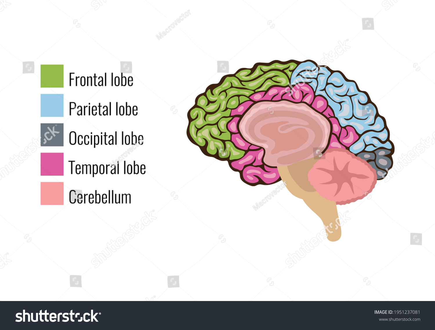 Human Brain Anatomy Function Area Mind Stock Vector (Royalty Free ...