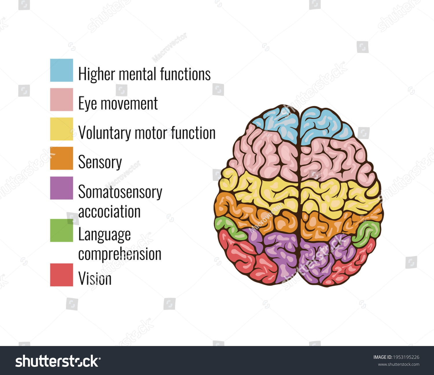 Human Brain Anatomy Function Area Mind Stock Vector (Royalty Free ...