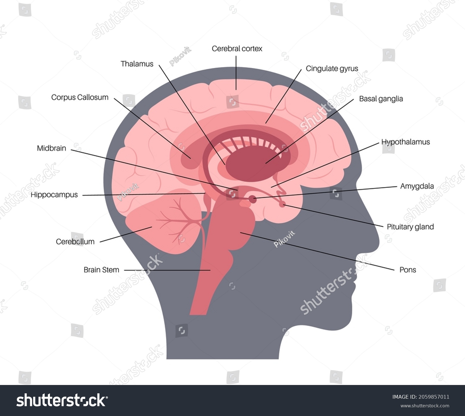 SVG of Human brain anatomy on a white background. Limbic system and neural network. Basal ganglia, amygdala, thalamus, cingulate gyrus and hypothalamus. Cerebral cortex and cerebrum flat vector illustration. svg